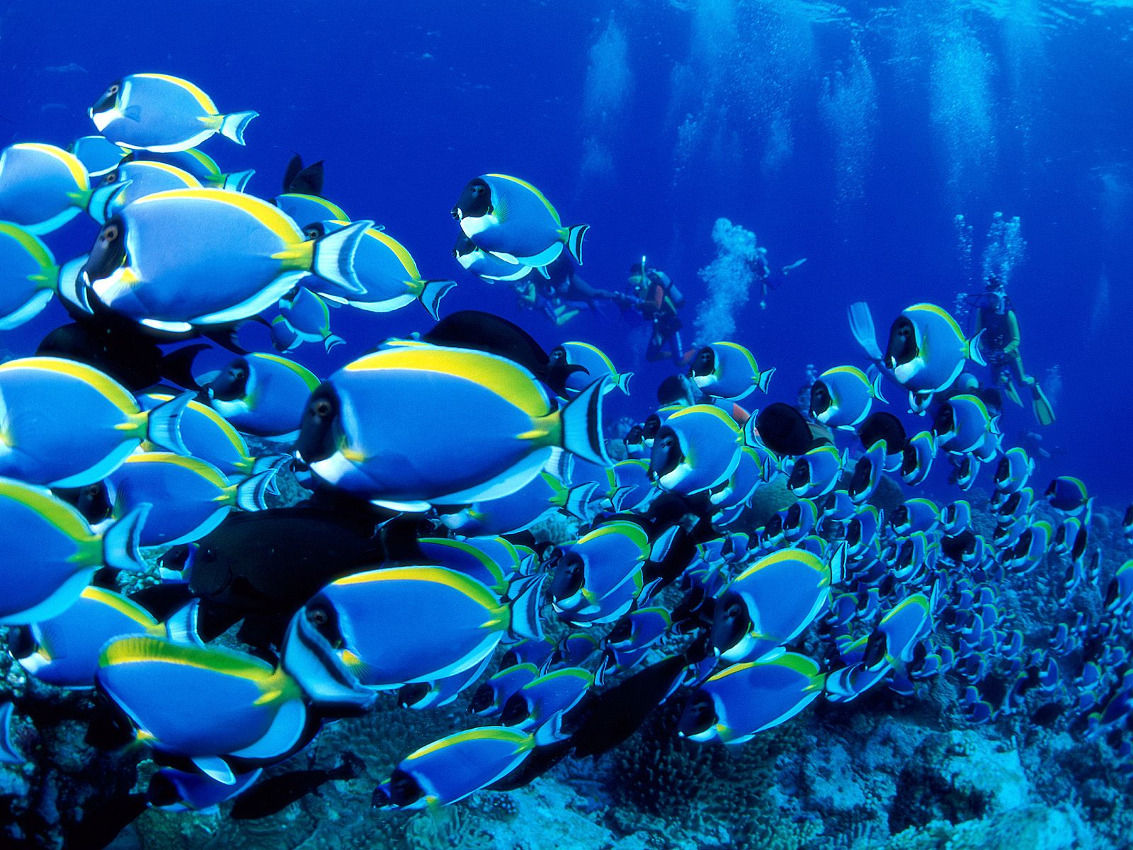 стая рыб, морское дно, глубина, подводный мир, красивые обои на рабочий стол, синий фон, school of fish, seabed, depth, underwater, beautiful wallpaper, blue background