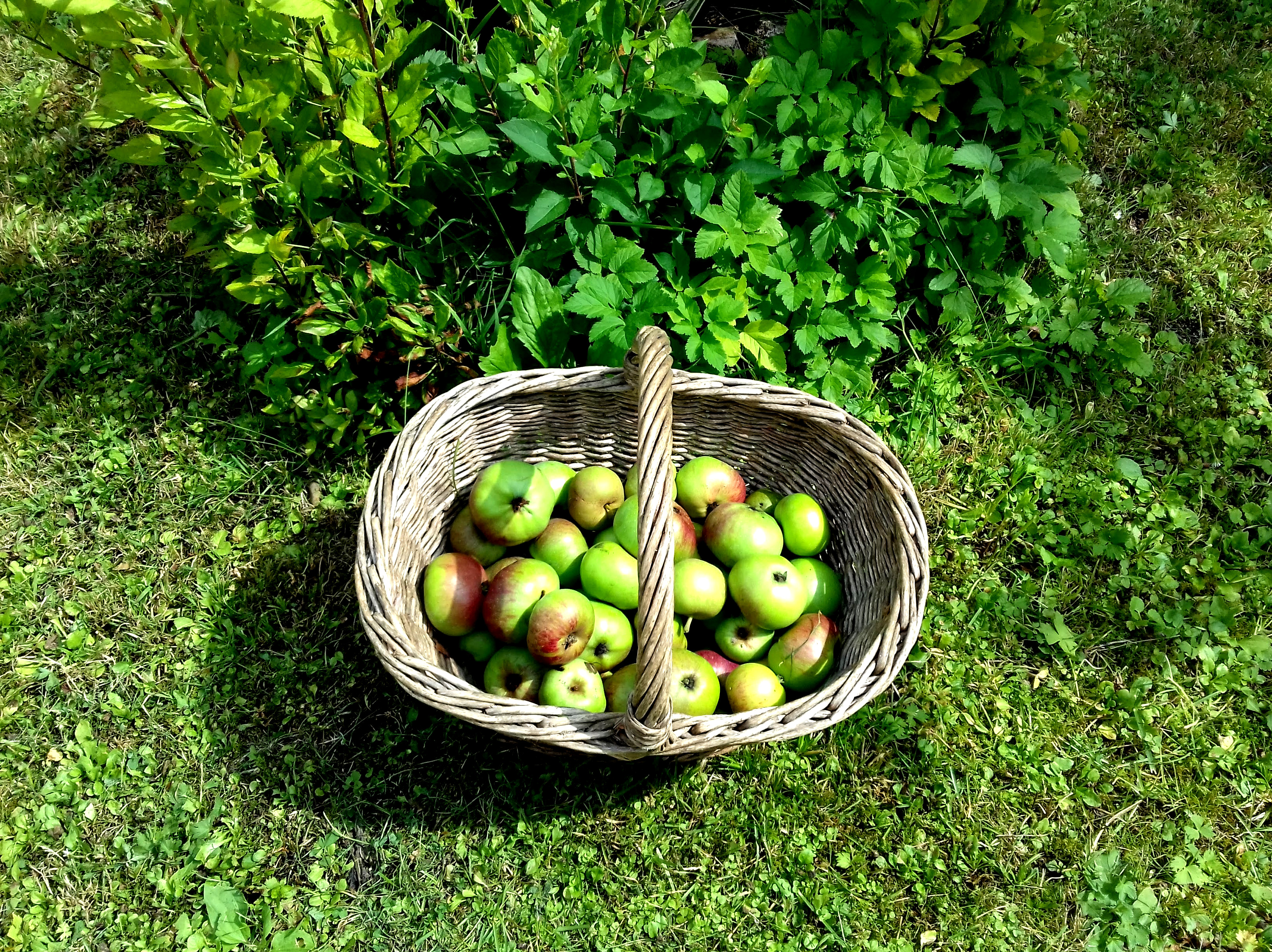 wicker basket, apples, fruits, grass, nature, plants, summer, плетеная корзина, яблоки, фрукты, трава, природа, растения, лето, 3260х2440