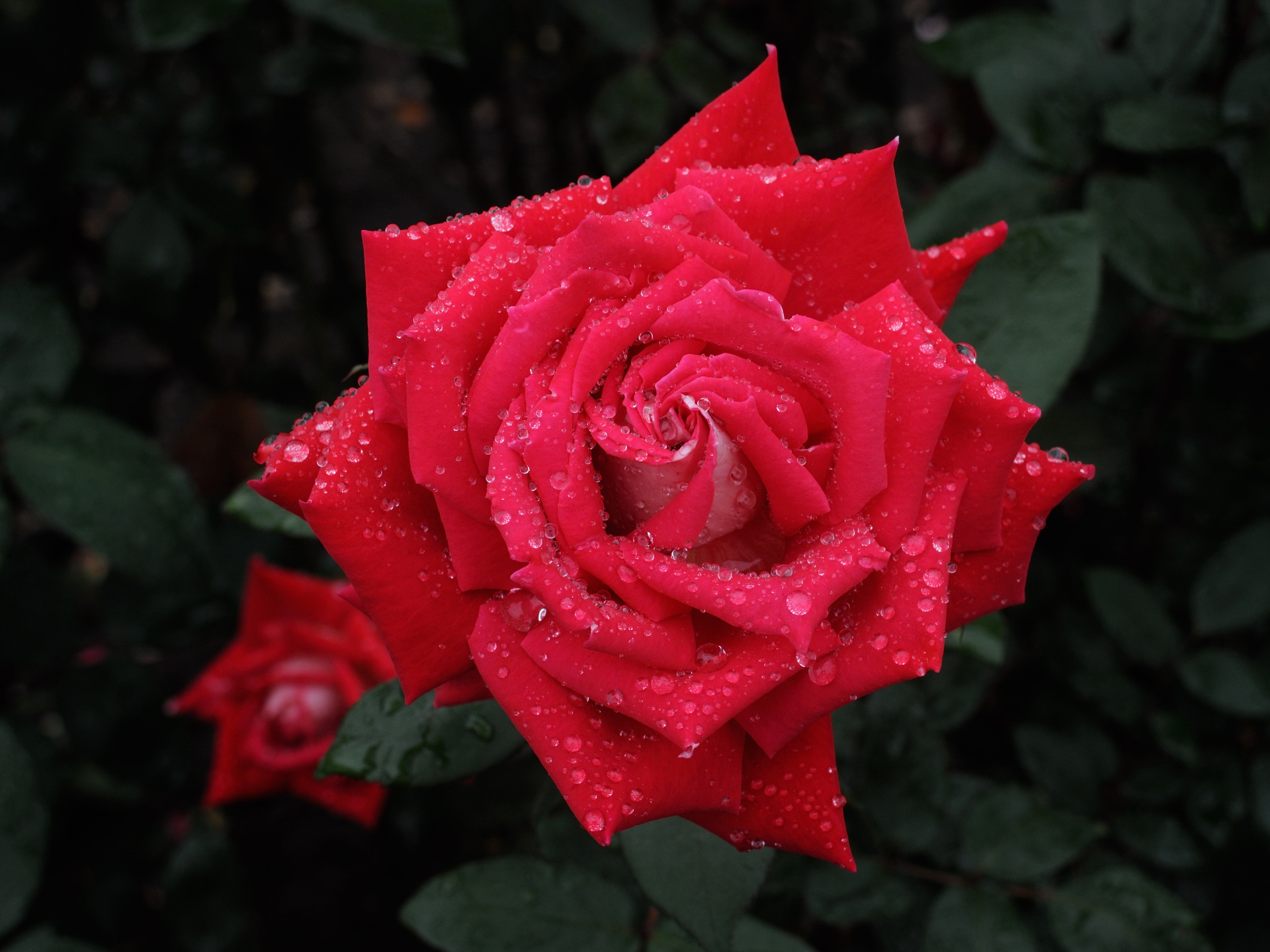 Scarlet rose, flower, macro, petals, drops, dew, leaves, алая роза, цветок, макро, лепестки, капли, роса, листья