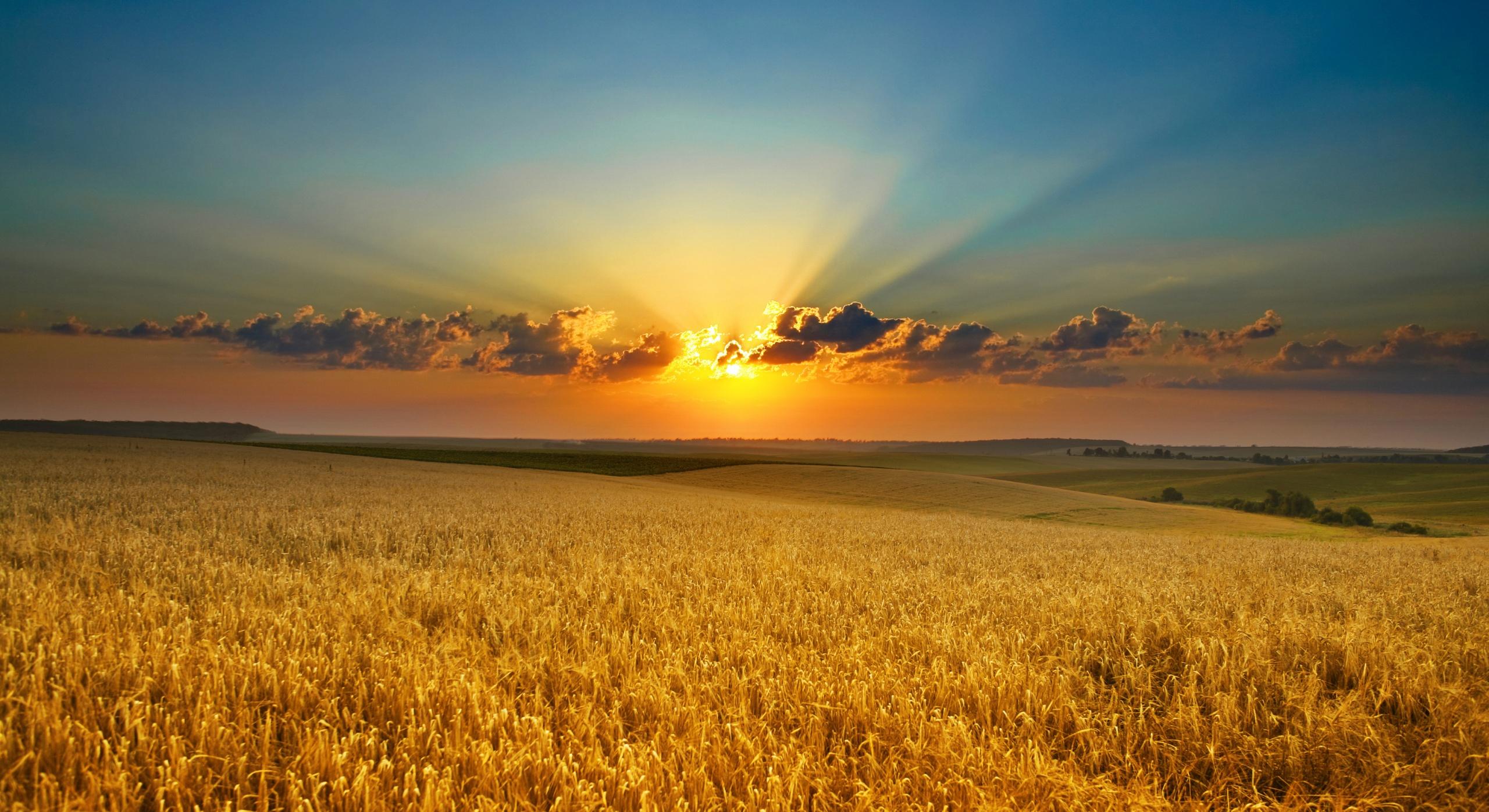 поле, пшеница, закат, небо, пейзаж, красивые обои на рабочий стол, field, wheat, sunset, sky, landscape, beautiful wallpapers on your desktop