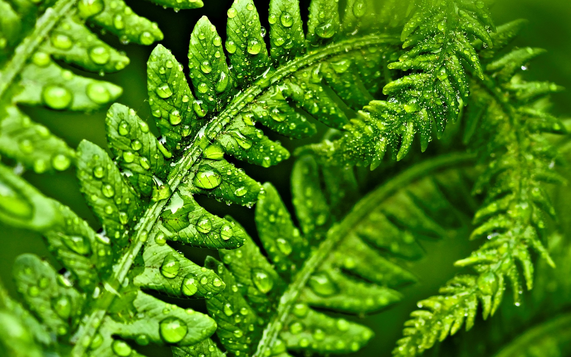 macro, fern, green leaves, drops, dew, plant, макро, папоротник, зеленые листья, капли, роса, растение