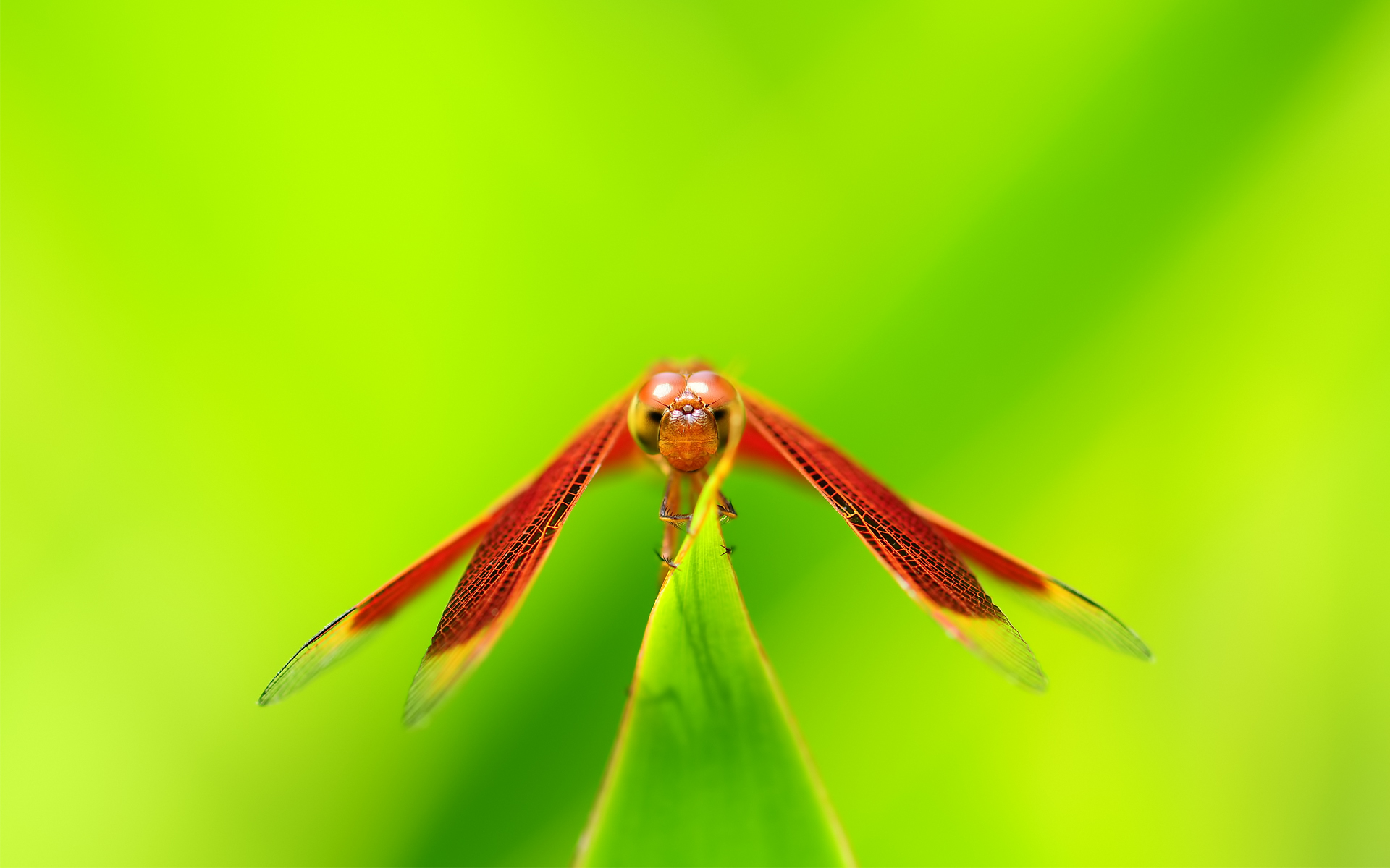 стрекоза, крылышки, зеленый фон, макро, неотразимые обои на рабочий стол, dragonfly, wings, green background, close-up, compelling desktop wallpapers