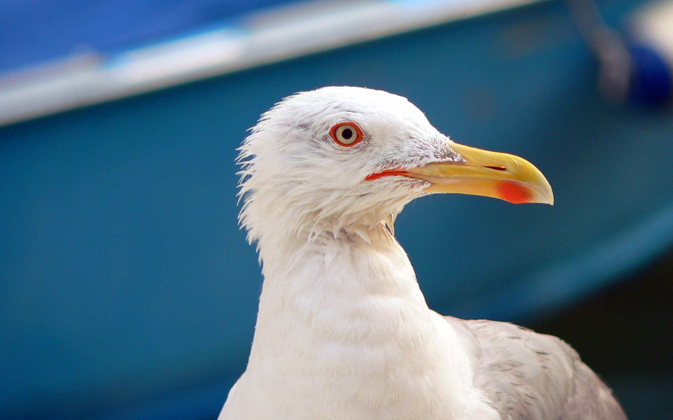 чайка, птица, красивые обои на рабочий стол, Gull, bird, beautiful wallpaper on your desktop