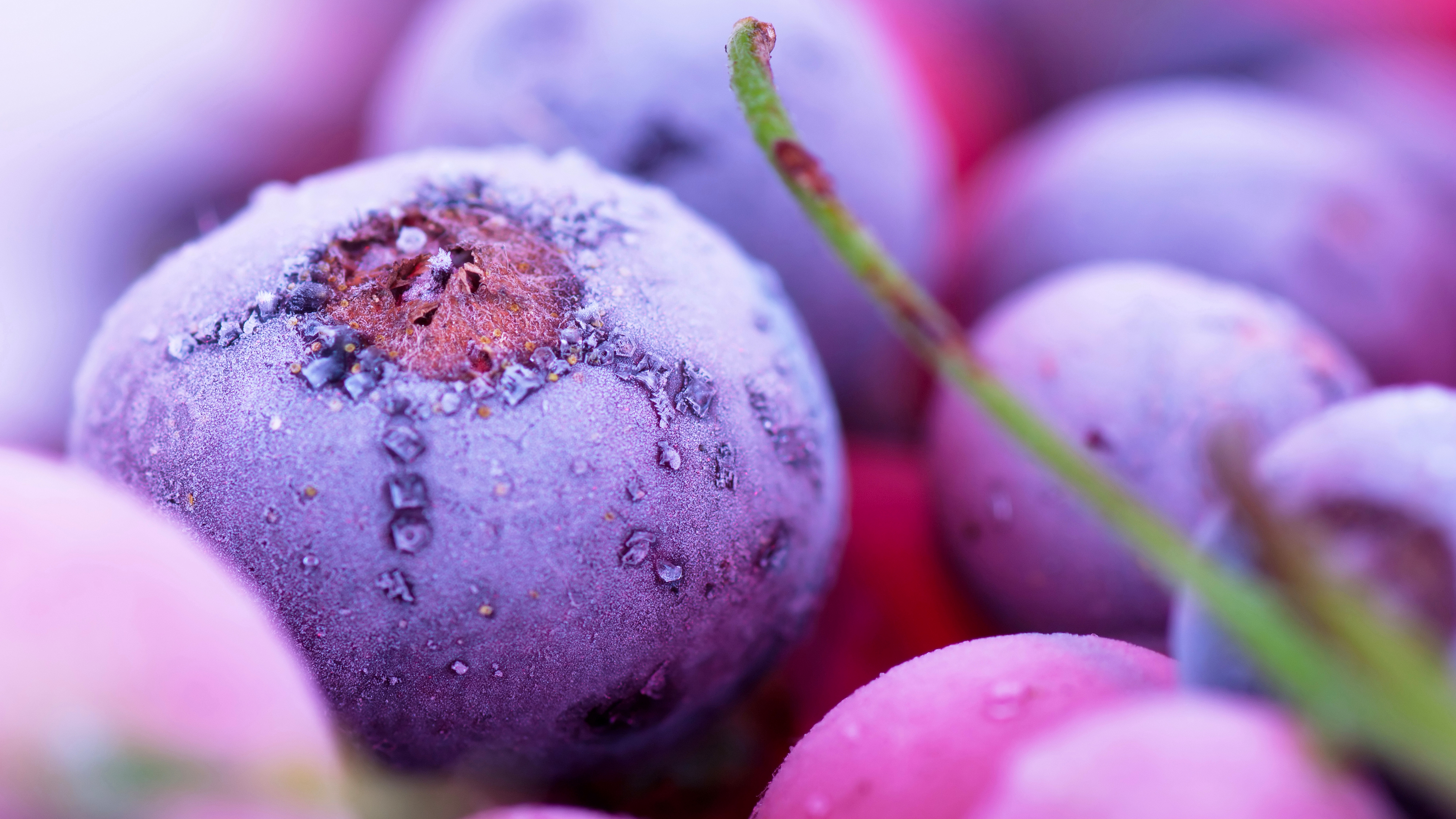 8К wallpaper, blueberry, fruit, berry, macro, drops, голубика, плод, ягода, макро, капли, 8К обои