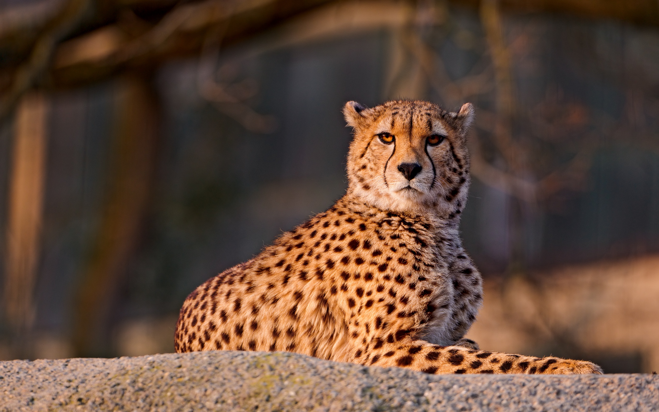 леопард, грациозное животное, дикая кошка, обои скачать, Leopard, graceful animal, wild cat, wallpaper download