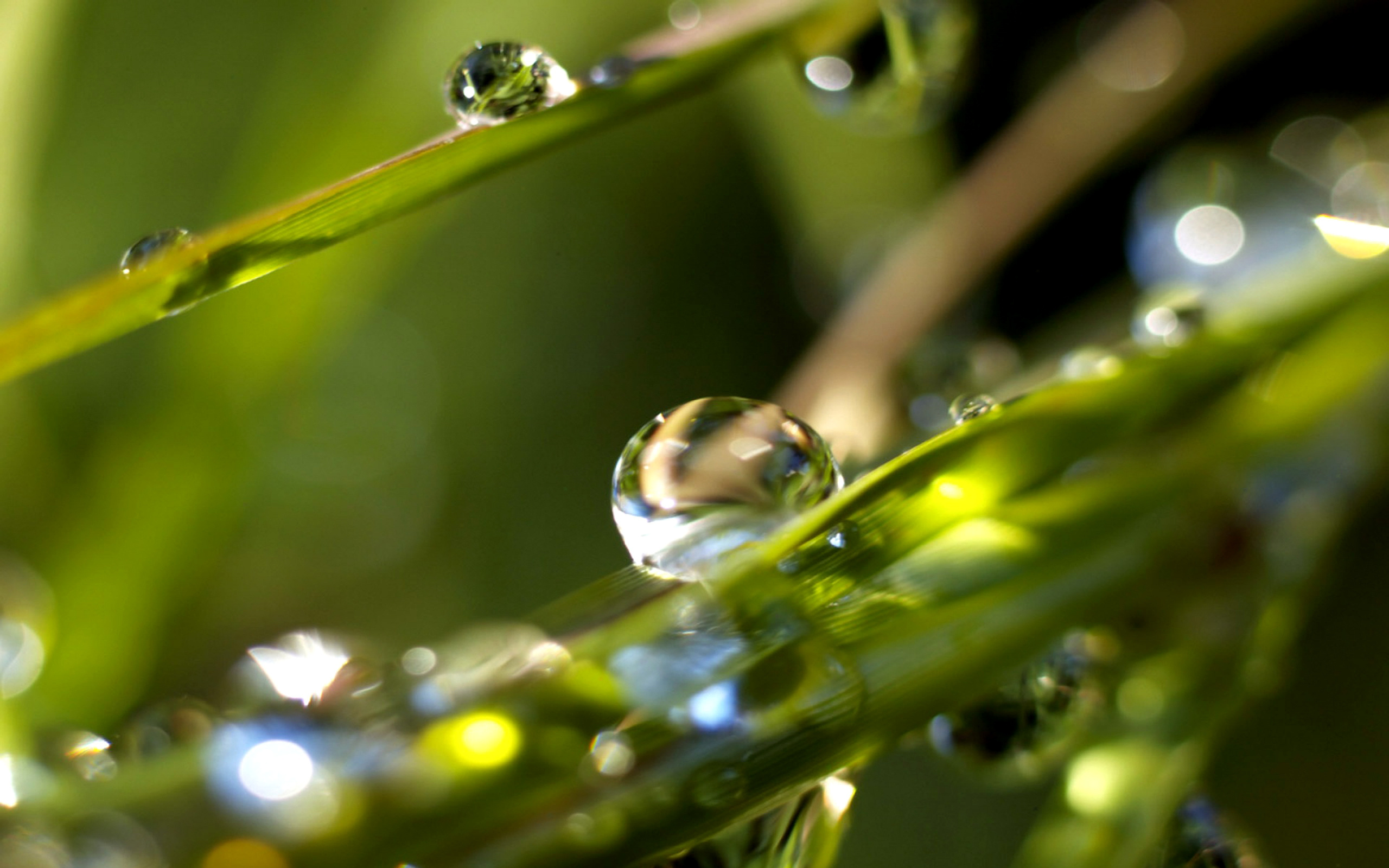 капельки росы, зелень, лето, зеленый фон, макро, красивые, яркие обои, Droplets of dew, greens, summer, green background, macro, beautiful, bright wallpaper