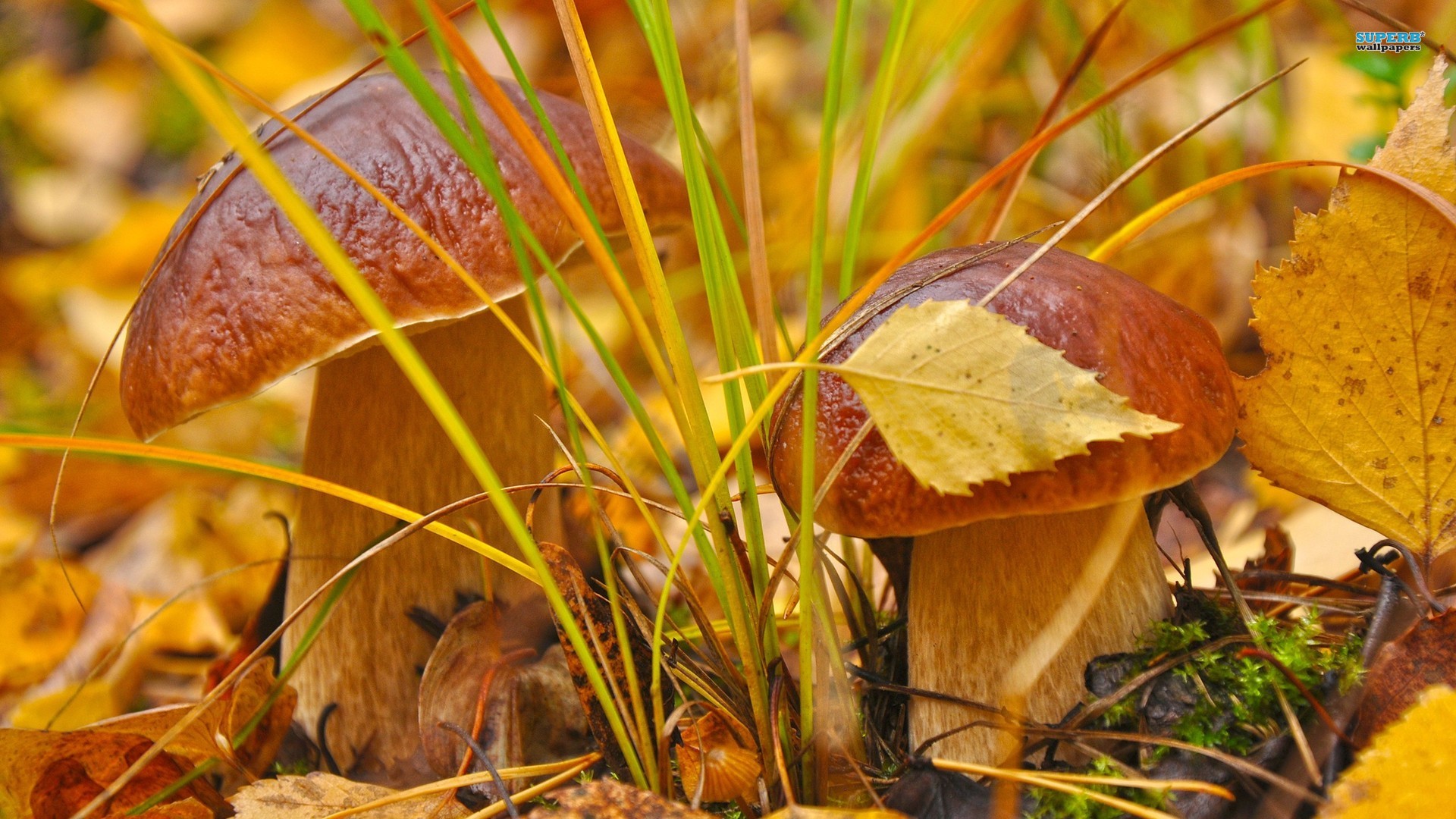 золотая осень, грибы, желтые листья, природа, великолепные обои скачать, golden autumn, mushrooms, yellow leaves, nature, beautiful wallpapers download