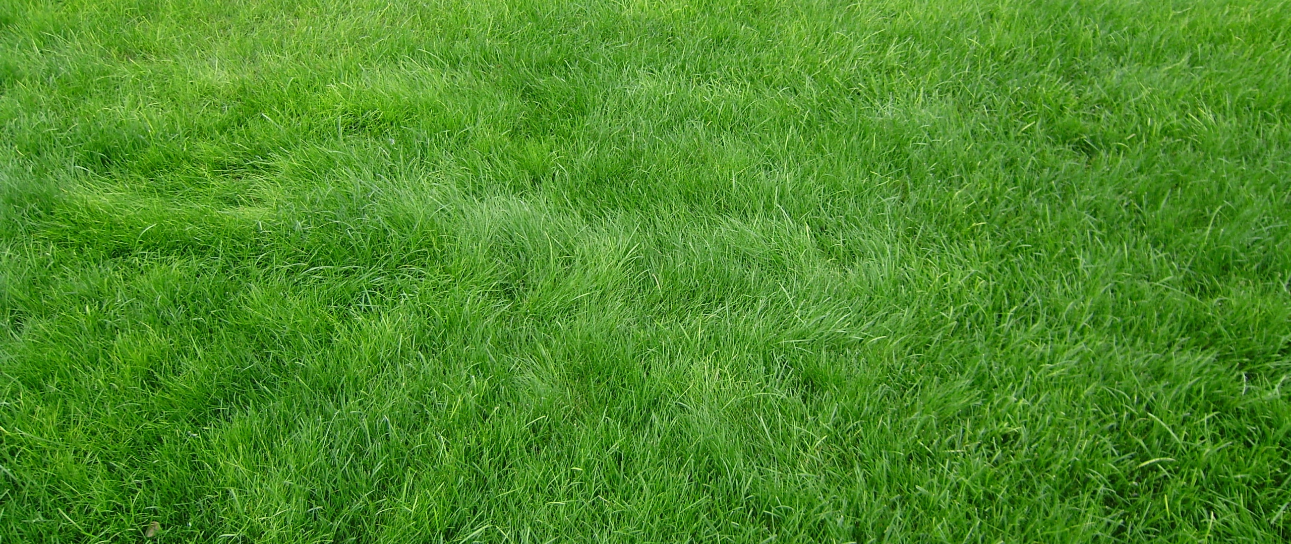 green grass, nature, field, meadow, texture, bright wallpaper, зеленая трава, природа, поле, луг, текстура, яркие обои, 綠草，性質，場，草地，紋理