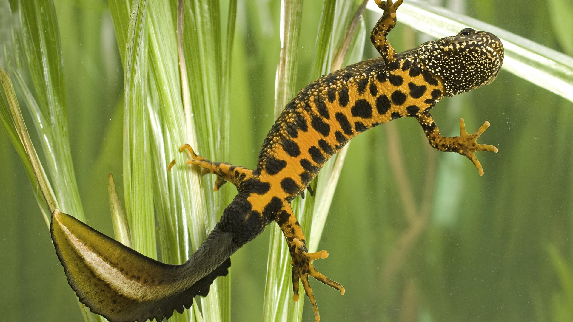 Great Crested Newt, West Sussex, England