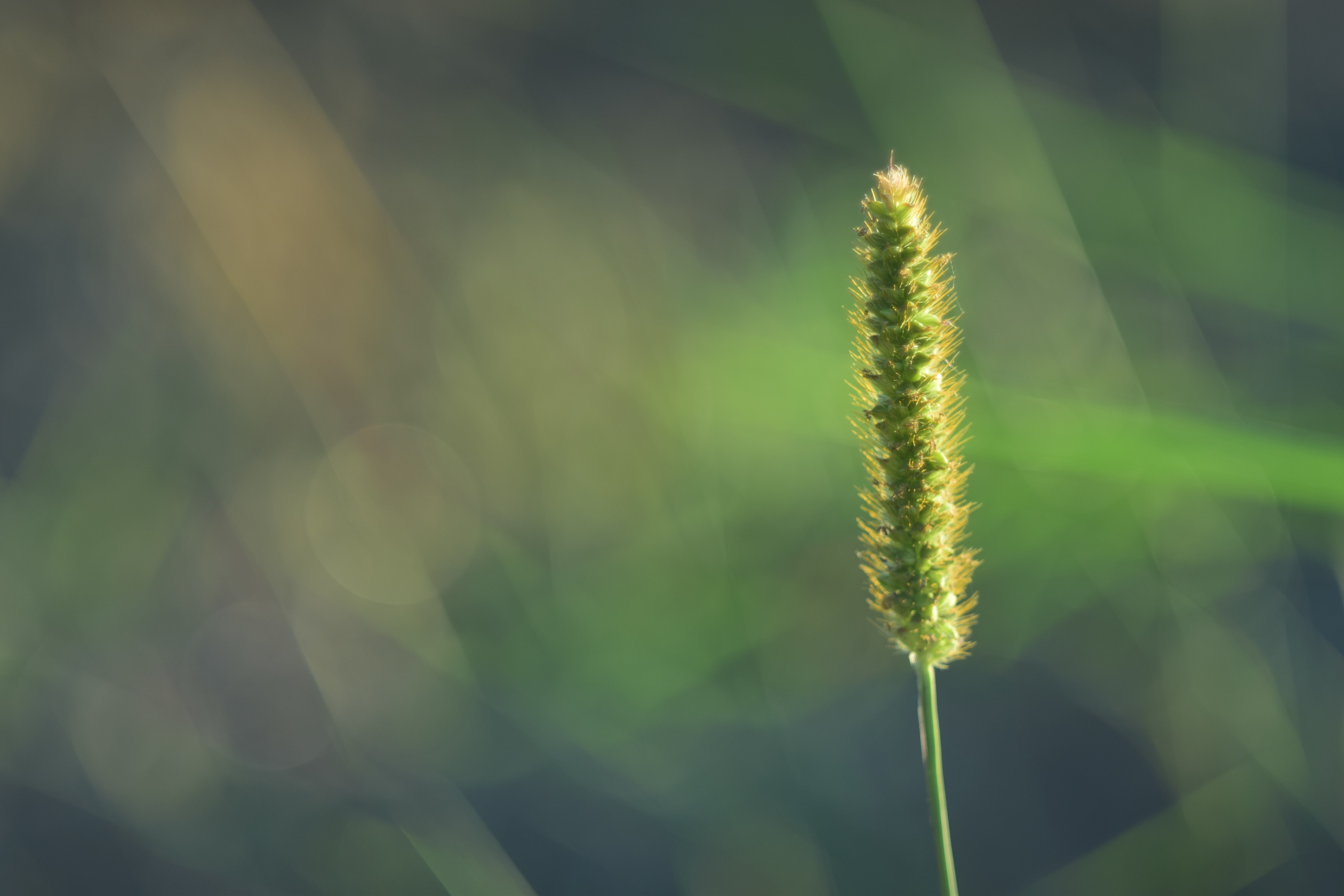 Фото бесплатно колосок, растение, макро, минимализм, размытый фон