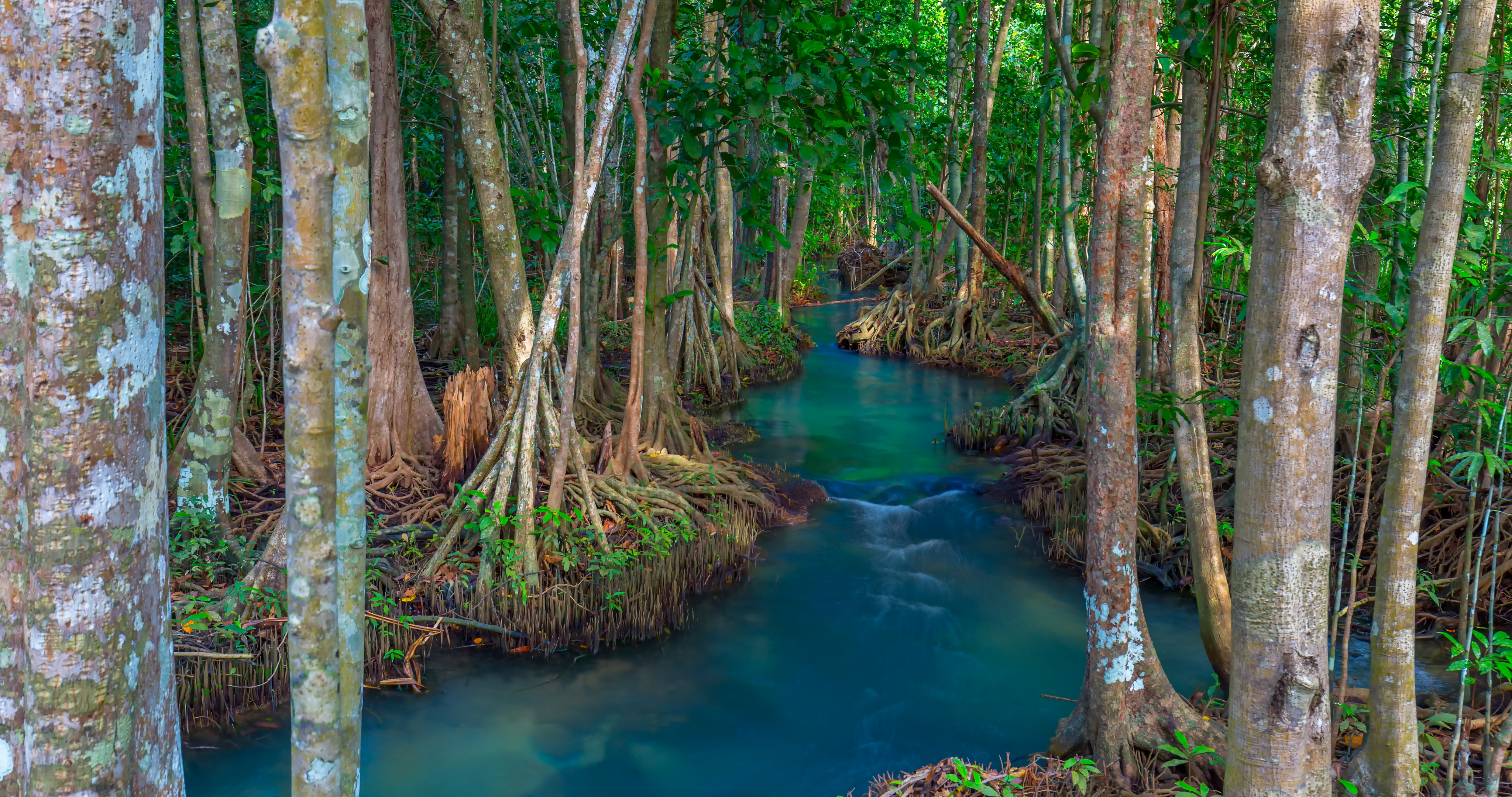 Обои на рабочий стол лес, озеро, emerald, tropical, mangrove, beautiful, мангровый, lake, тропический, река, forest, tree, landscape