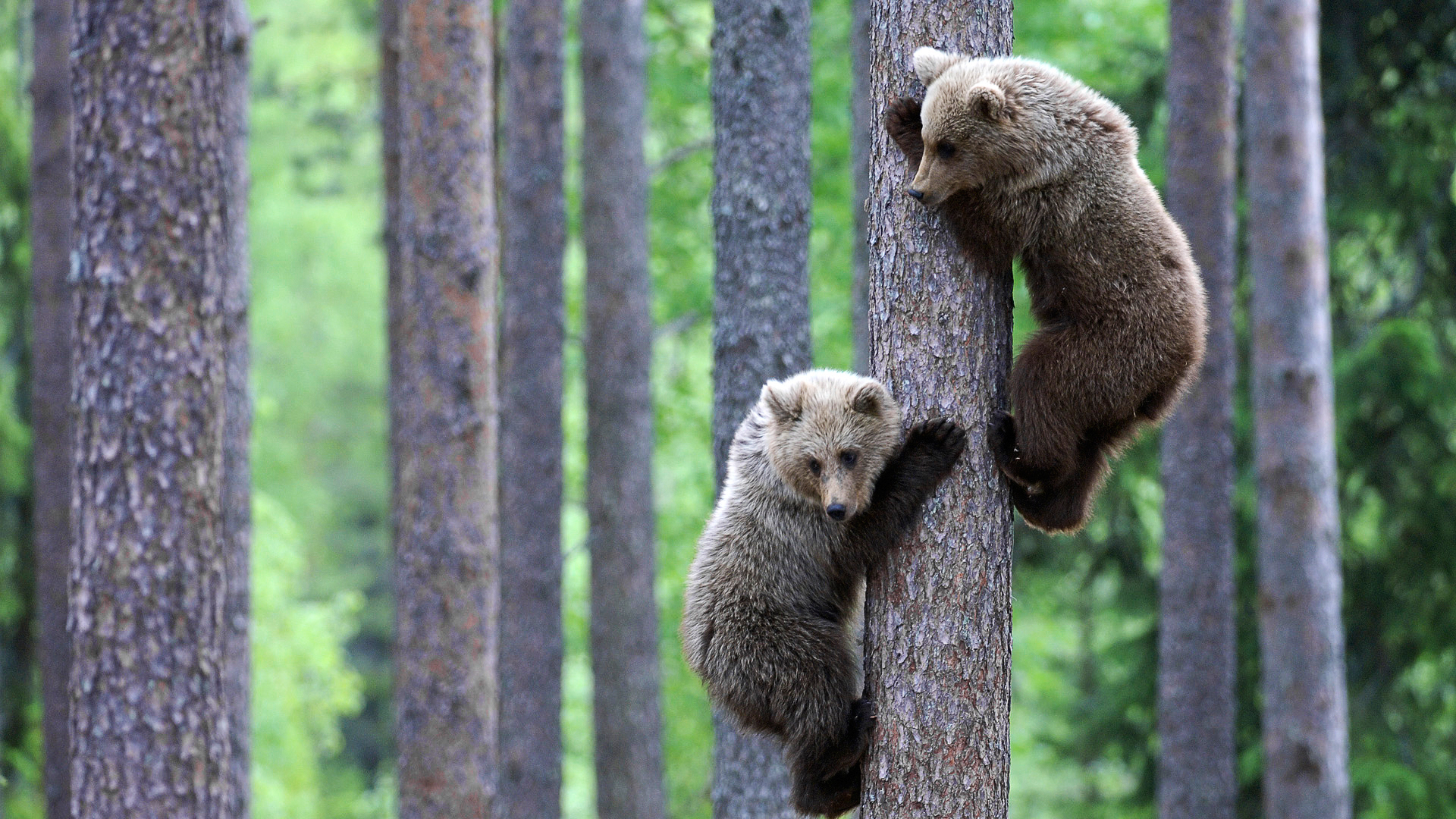 медведи на дереве, животные, лес, Bears on the tree, animals, forest
