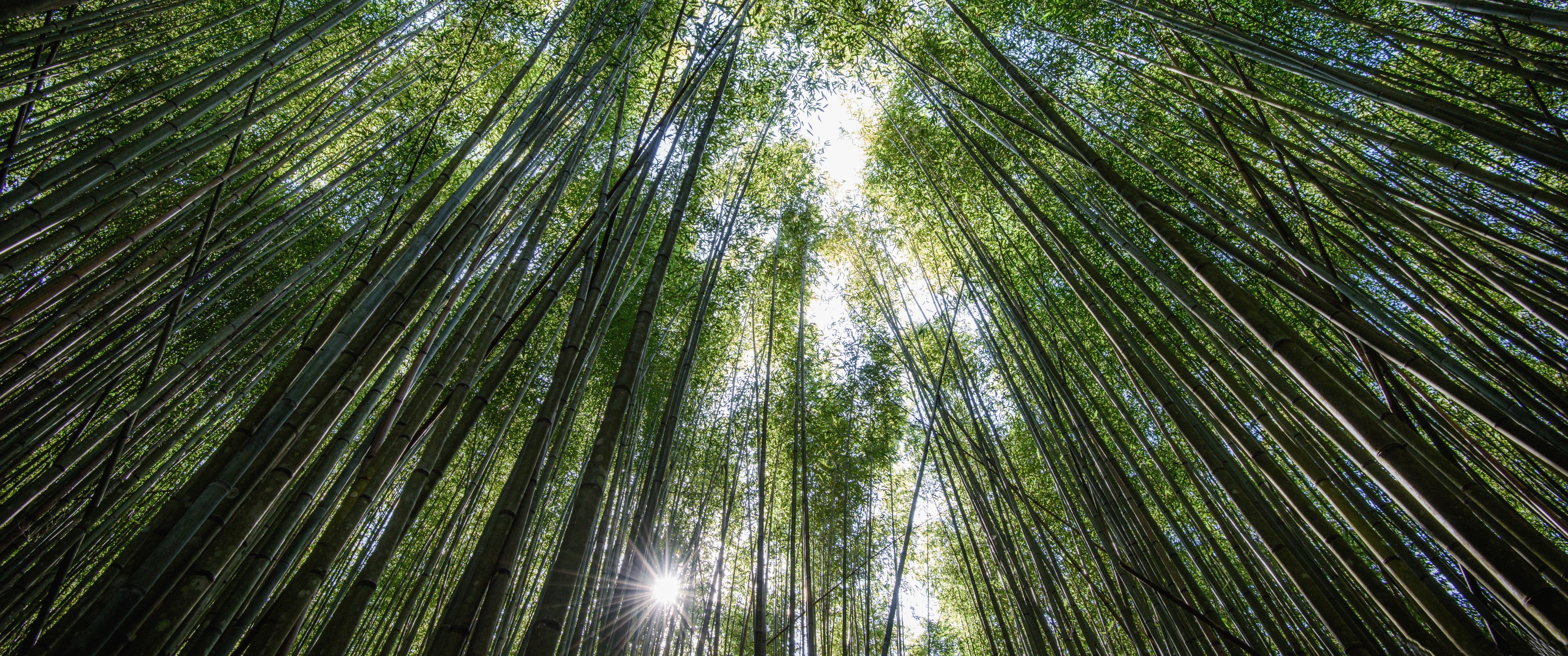 bamboos the fastest growing plants in  the world, бамбуковый лес, 5К, обои 3440х1440