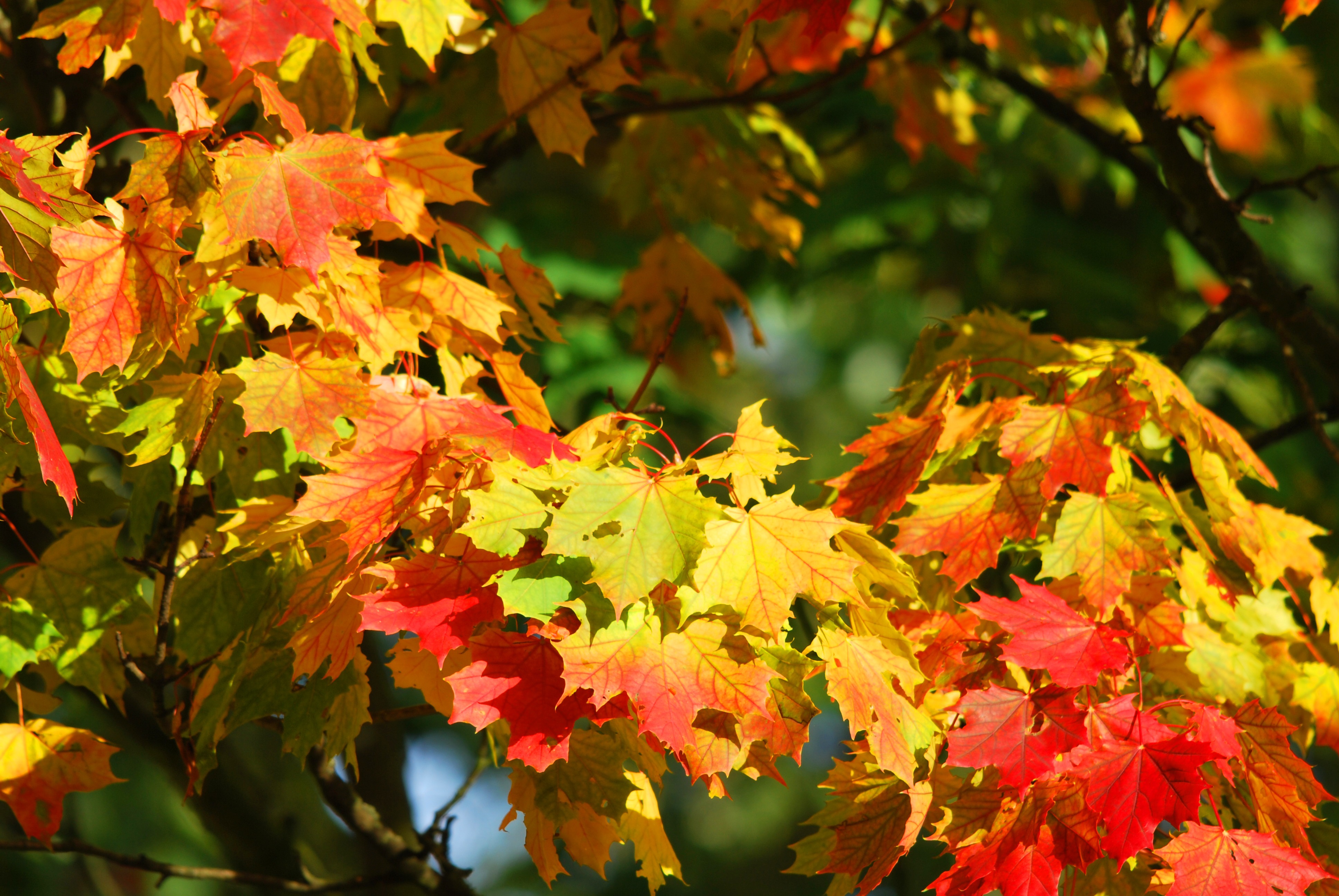ветка кленового дерева, красно-жёлтые листья, осень, природа
