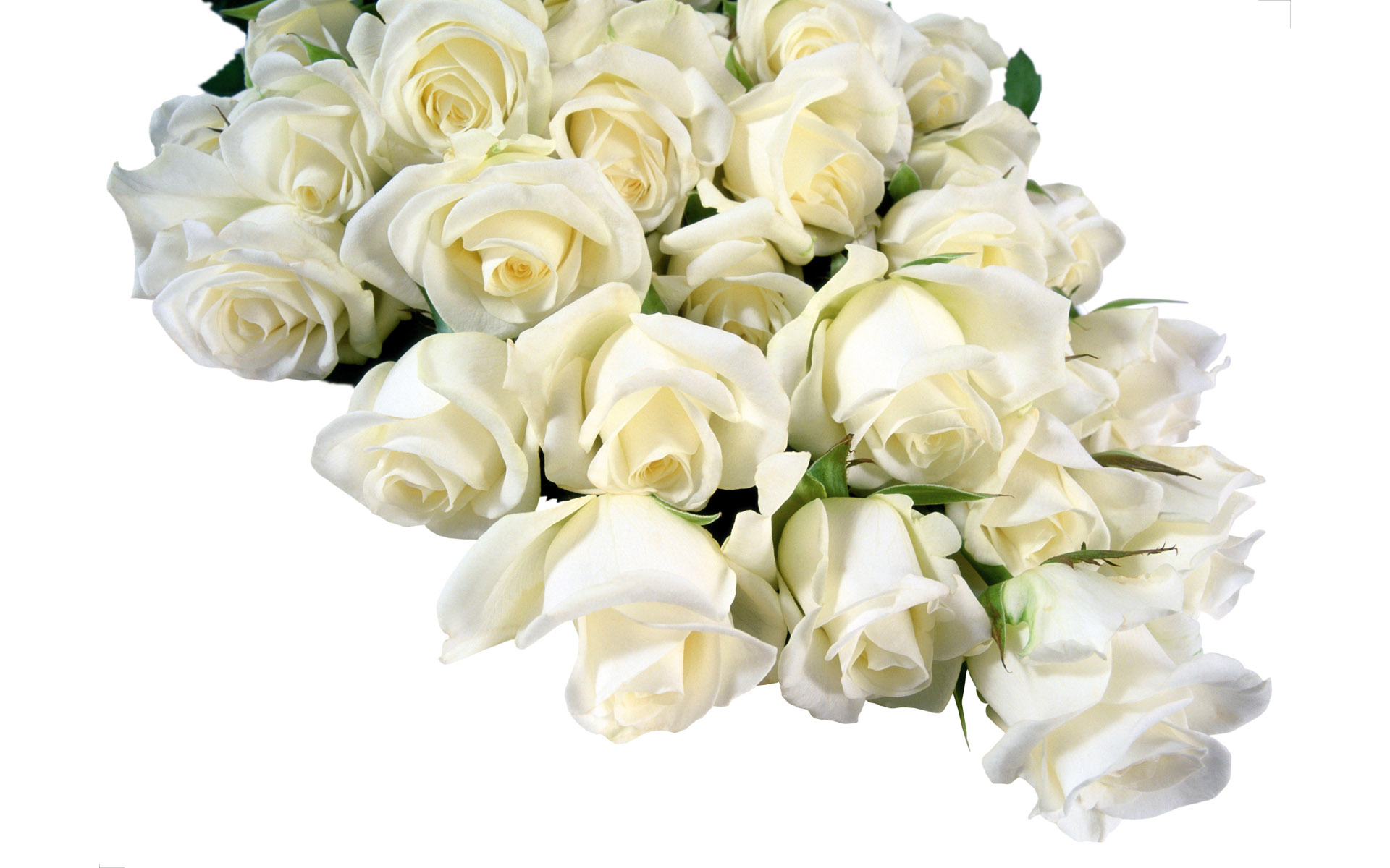Белые розы, цветы, букет, бутоны, White roses, flowers, bouquet, buds