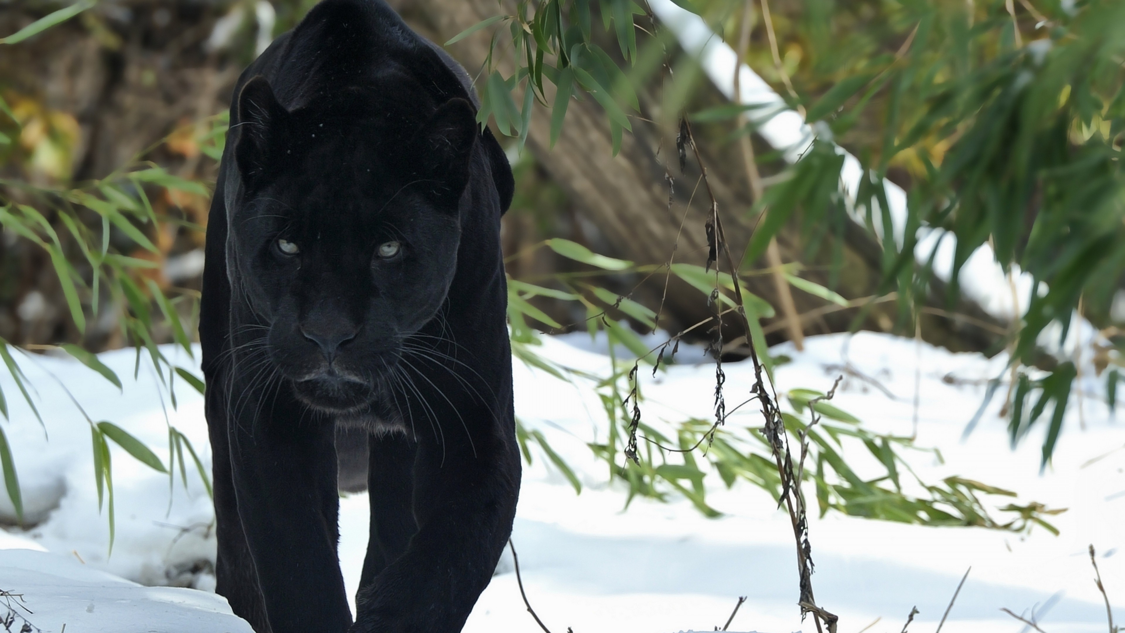 черная пантера, дикие животные, род кошачьих, снег, зима, 3840х2160 4к обои