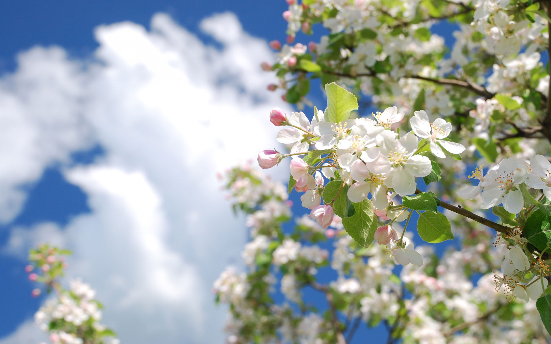 spring, cherry blossoms, branches, tree, clouds, beautiful wallpaper, весна, цветущая вишня, ветки, дерево, облака, красивые обои