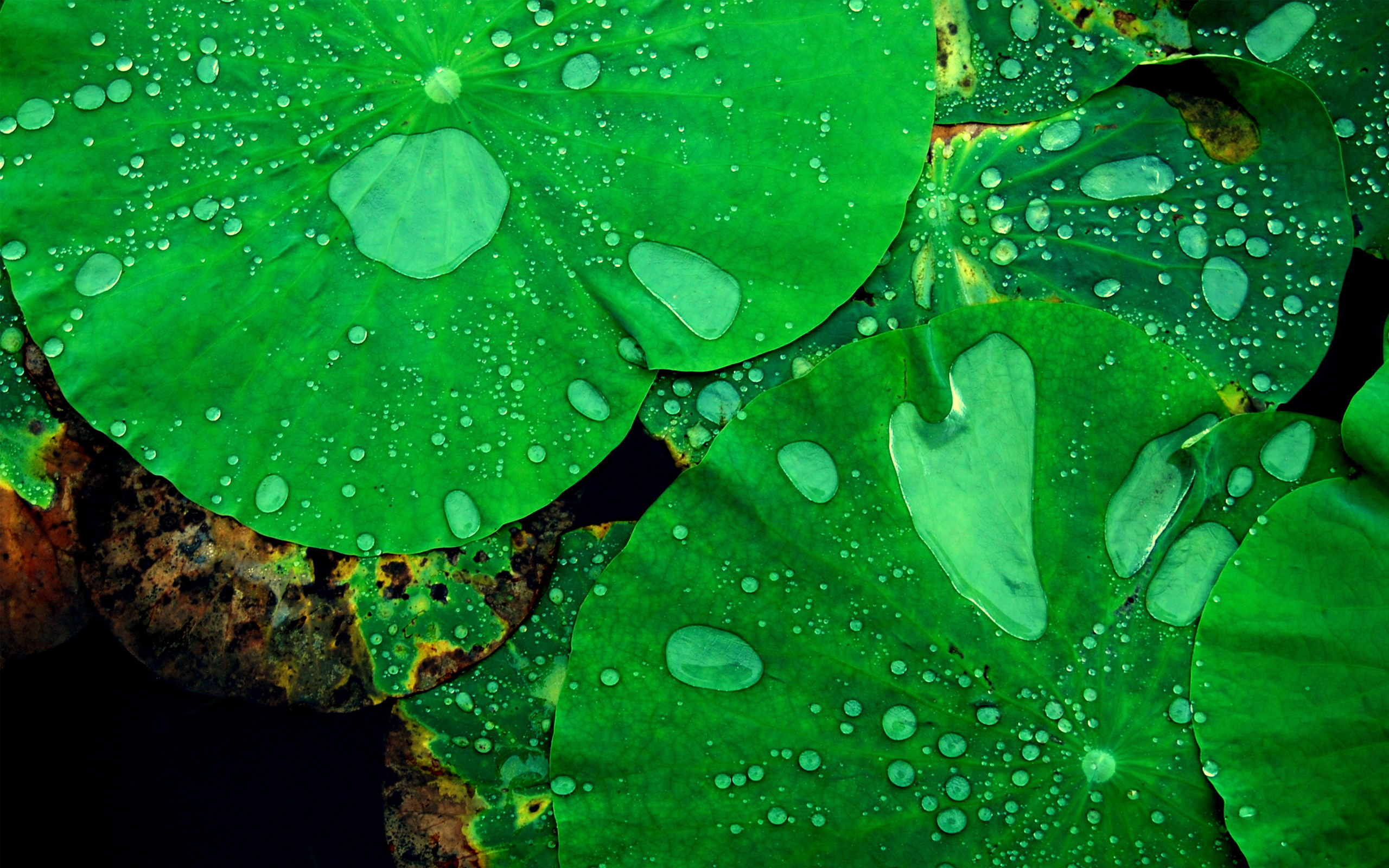 листья лотоса, капли, макро, яркие зеленые обои, Lotus leaves, drops, macro, bright green wallpaper