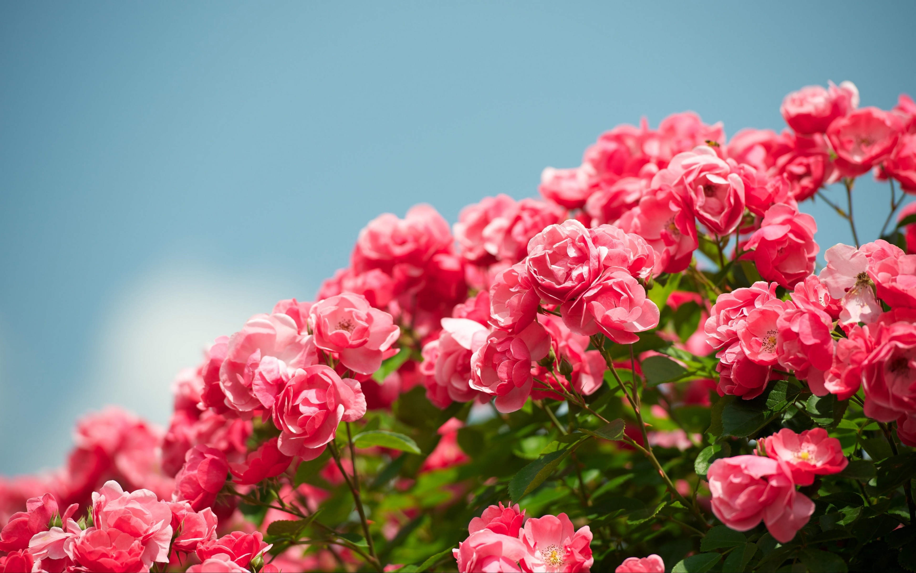 розы, кустарник, цветы, розовые розы, голубое небо, roses, shrub, flowers, pink roses, blue sky