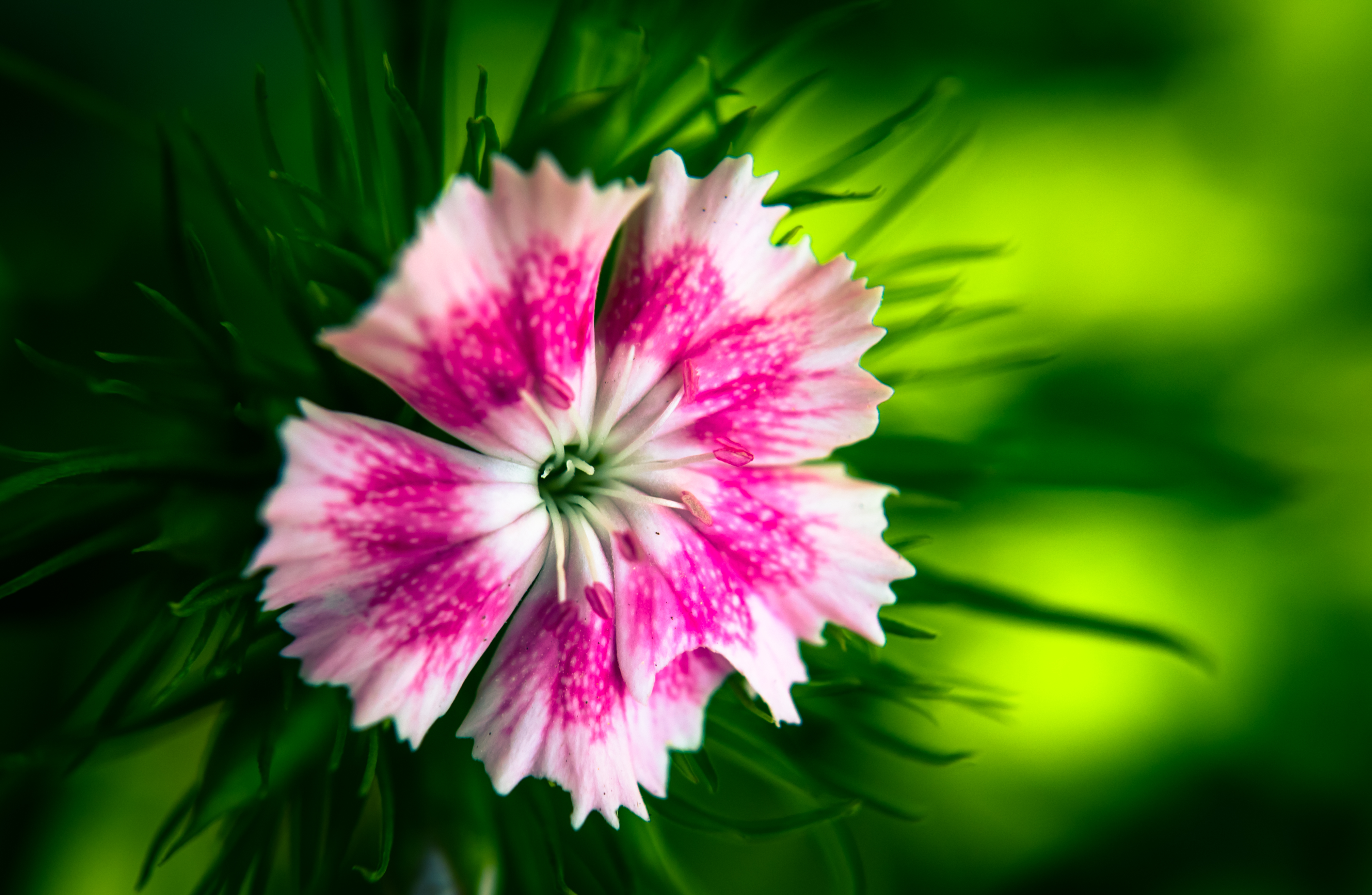 цветок, гвоздика, макро, красивы обои, заставки, Flower, carnation, macro, beautiful wallpaper, screensaver