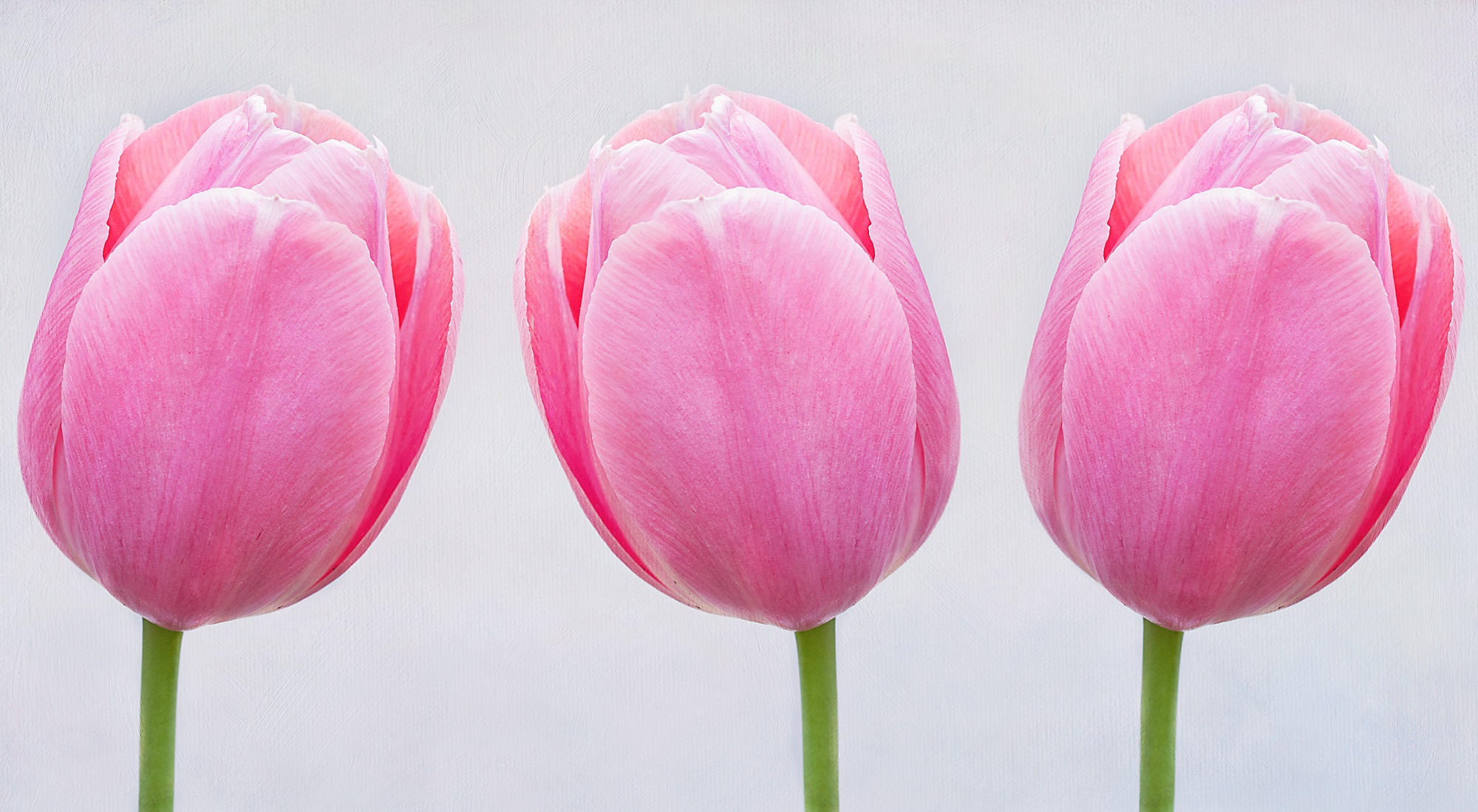 Фото бесплатно розовые тюльпаны, цветущее растение