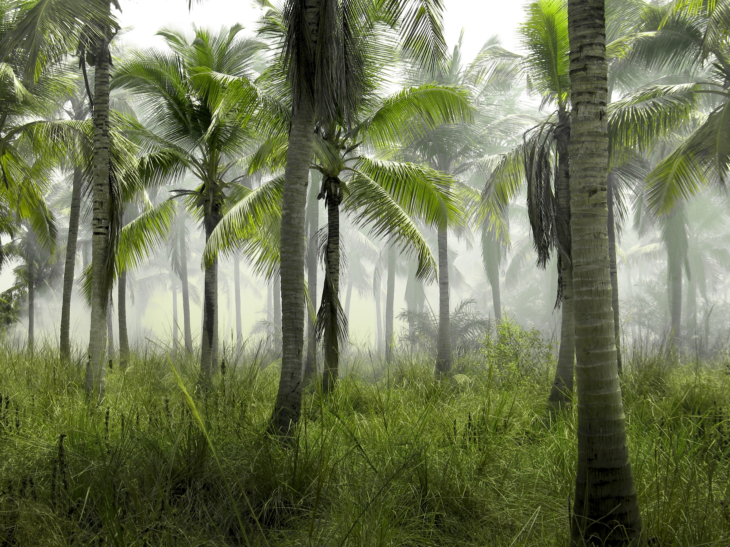Фото бесплатно отпуск, тропический, экзотические, джунгли, пальмы