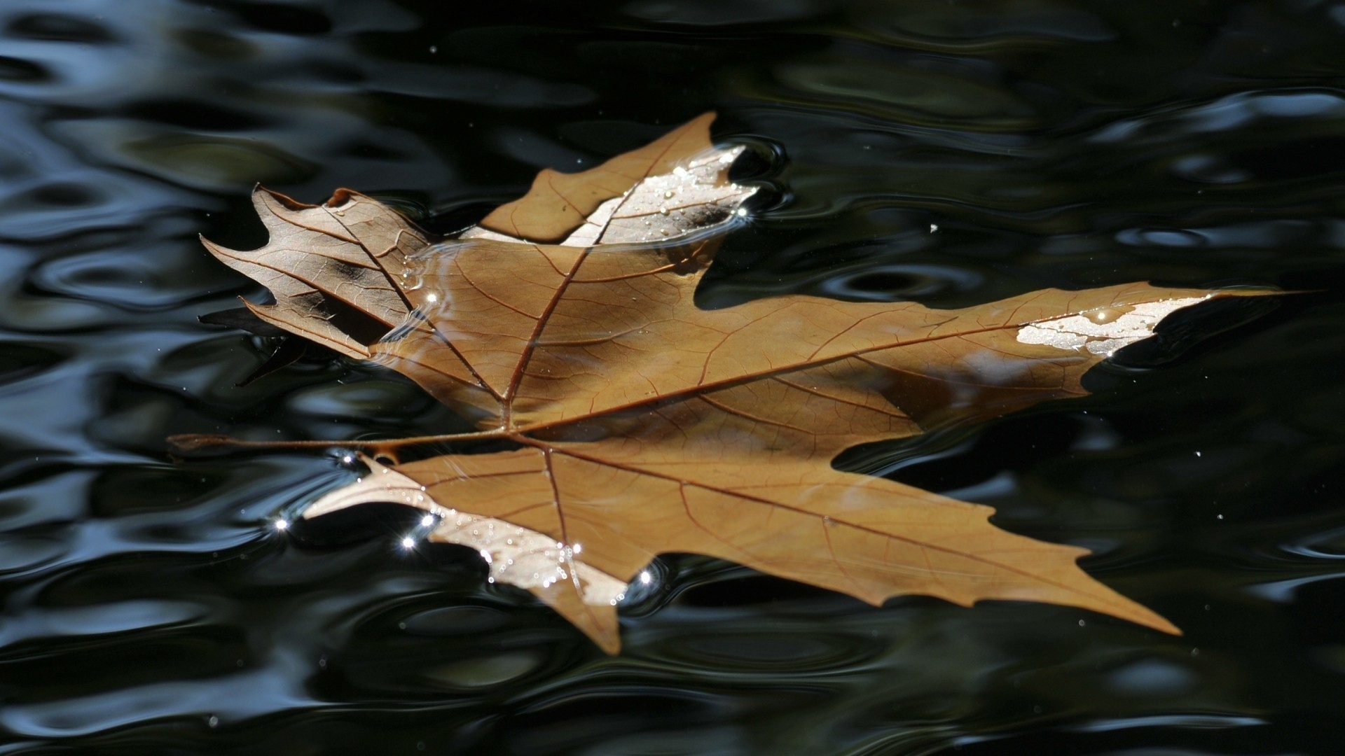 клиновый лист в воде, минимализм, осень