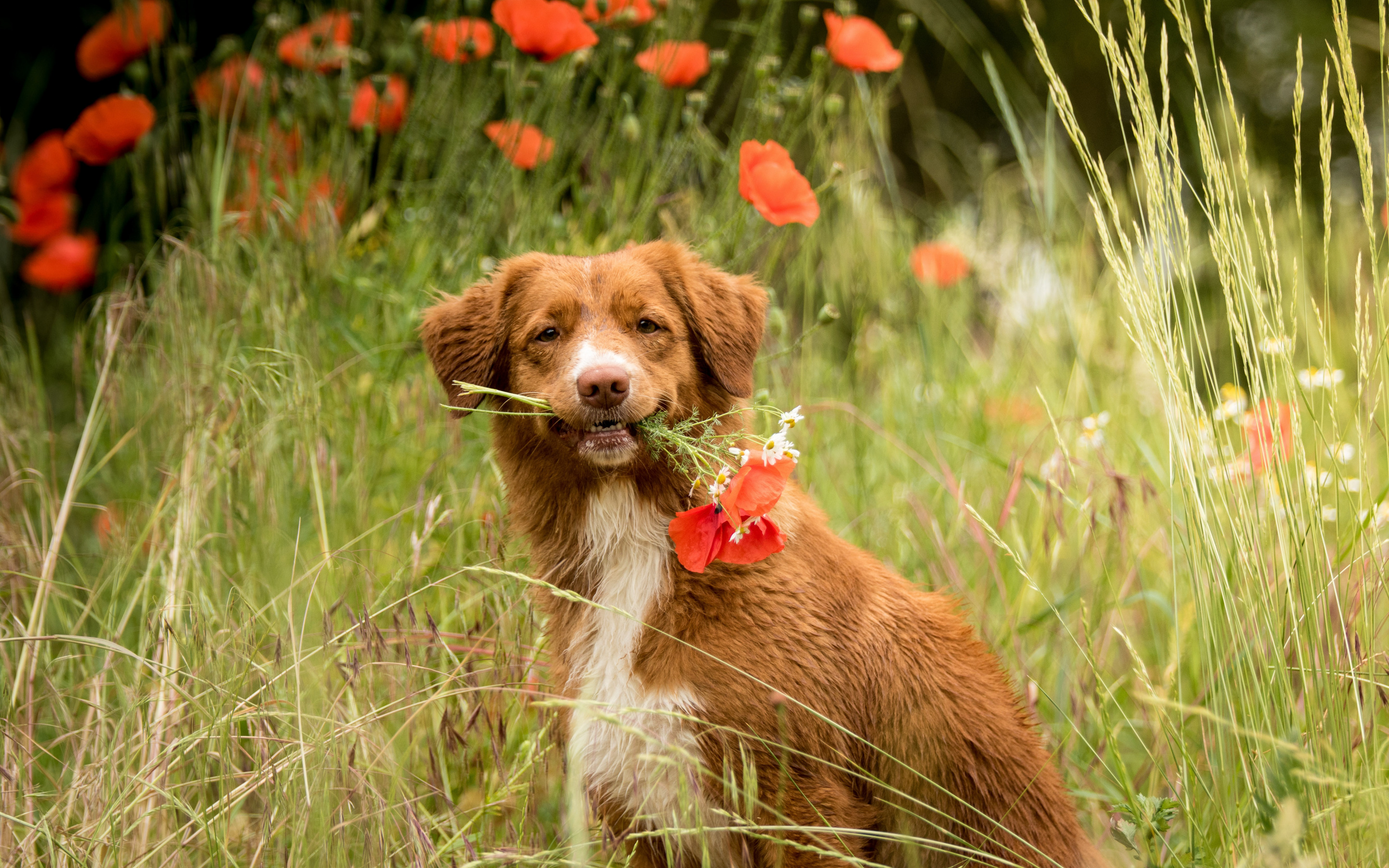dog with a bouquet, poppies, flowers, pets, tall grass, nature, собака с букетом, маки, цветы, домашние животные, высокая трава, природа