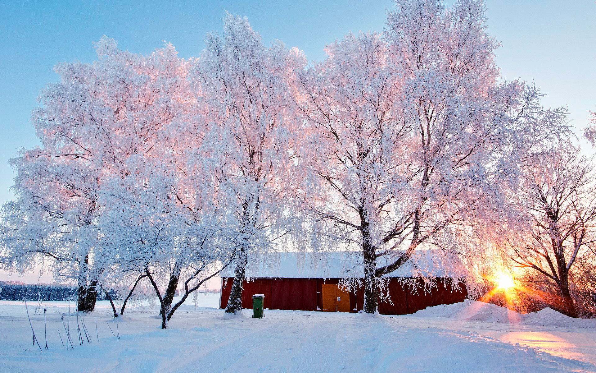 winter morning, sunrise, nature, snow, frost, white trees, blue sky, home, winter landscape