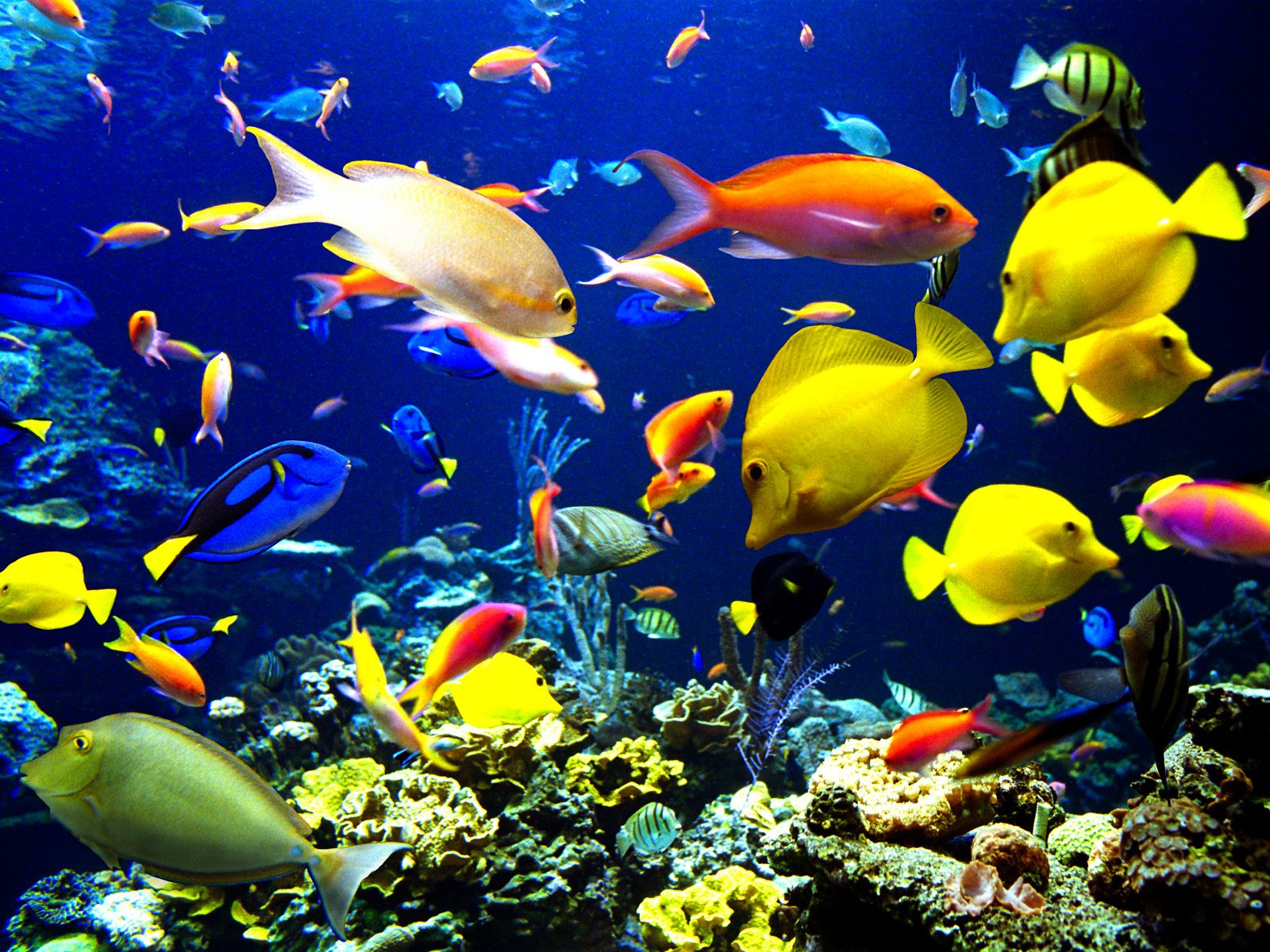 рыбы, кораллы, морское дно, подводный мир, обои HD, подводный пейзаж, океан, fish, coral, sea floor, underwater, HD wallpaper, underwater landscape