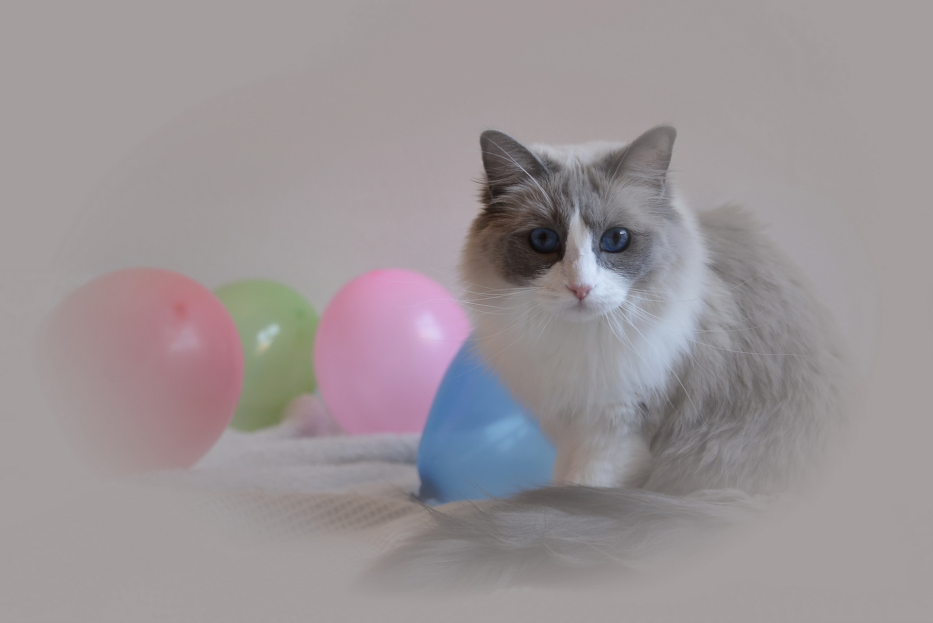 пушистая кошка с воздушными шарами