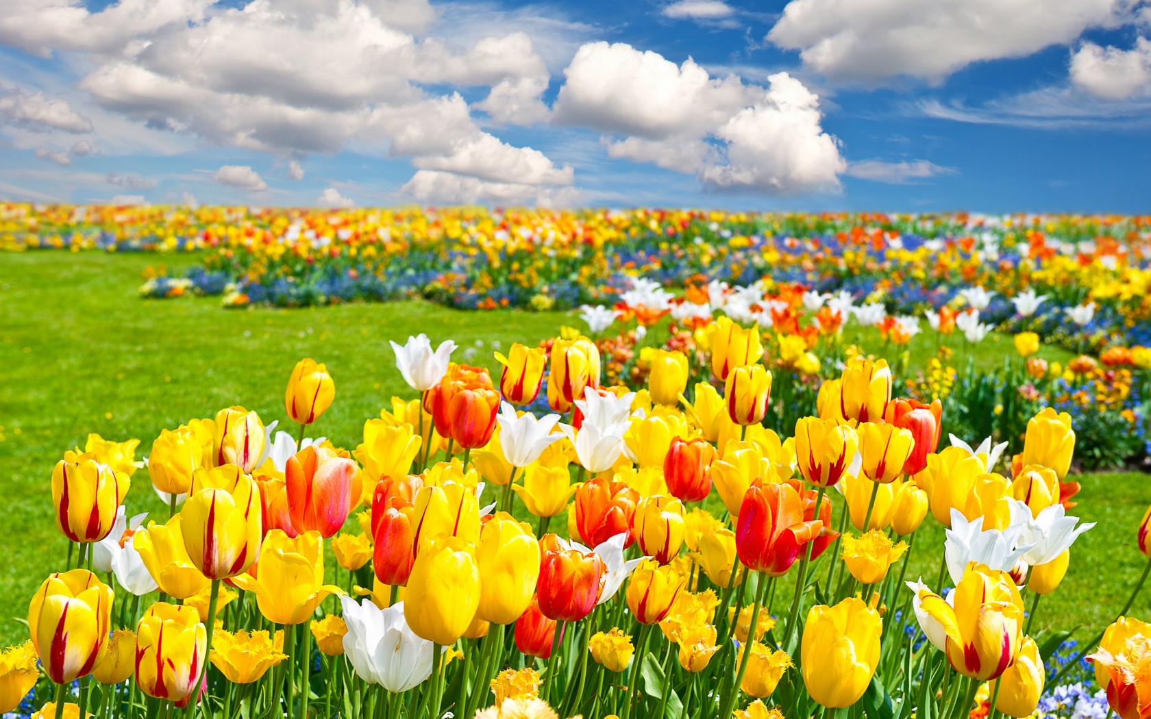 тюльпаны, поле, лето, небо, облака, поле цветов, tulips, field, summer, sky, clouds, field of flowers