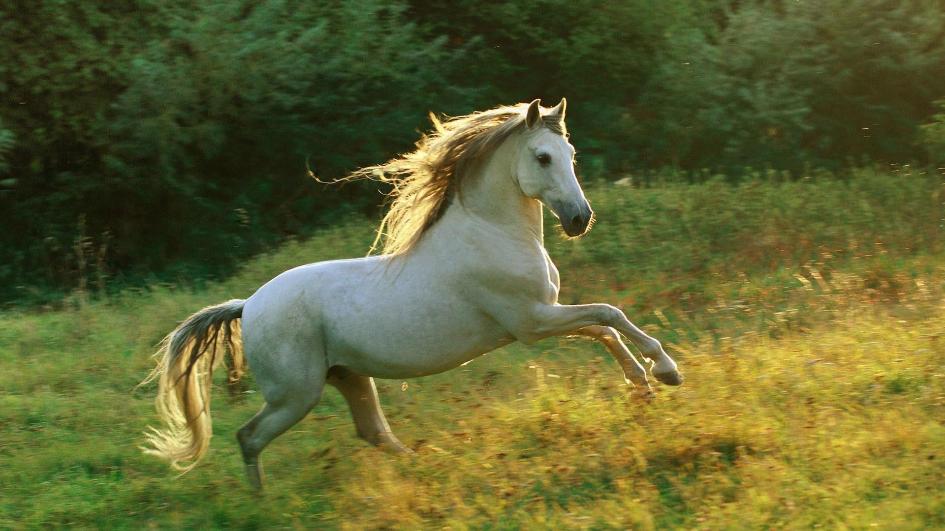 бегущая лошадь, белая, природа, животные, running horse, white, nature, animals
