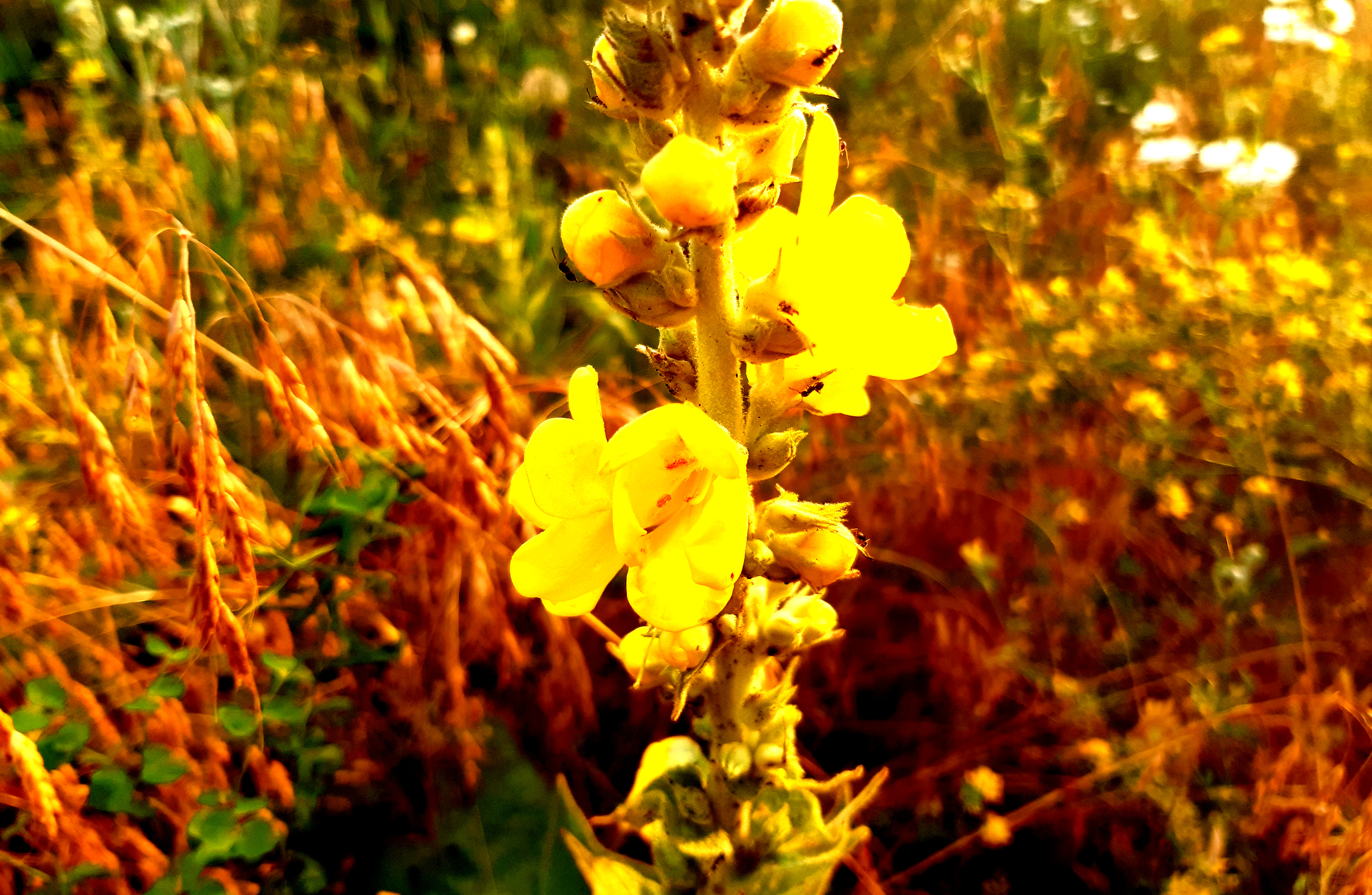желтый полевой цветок, растение