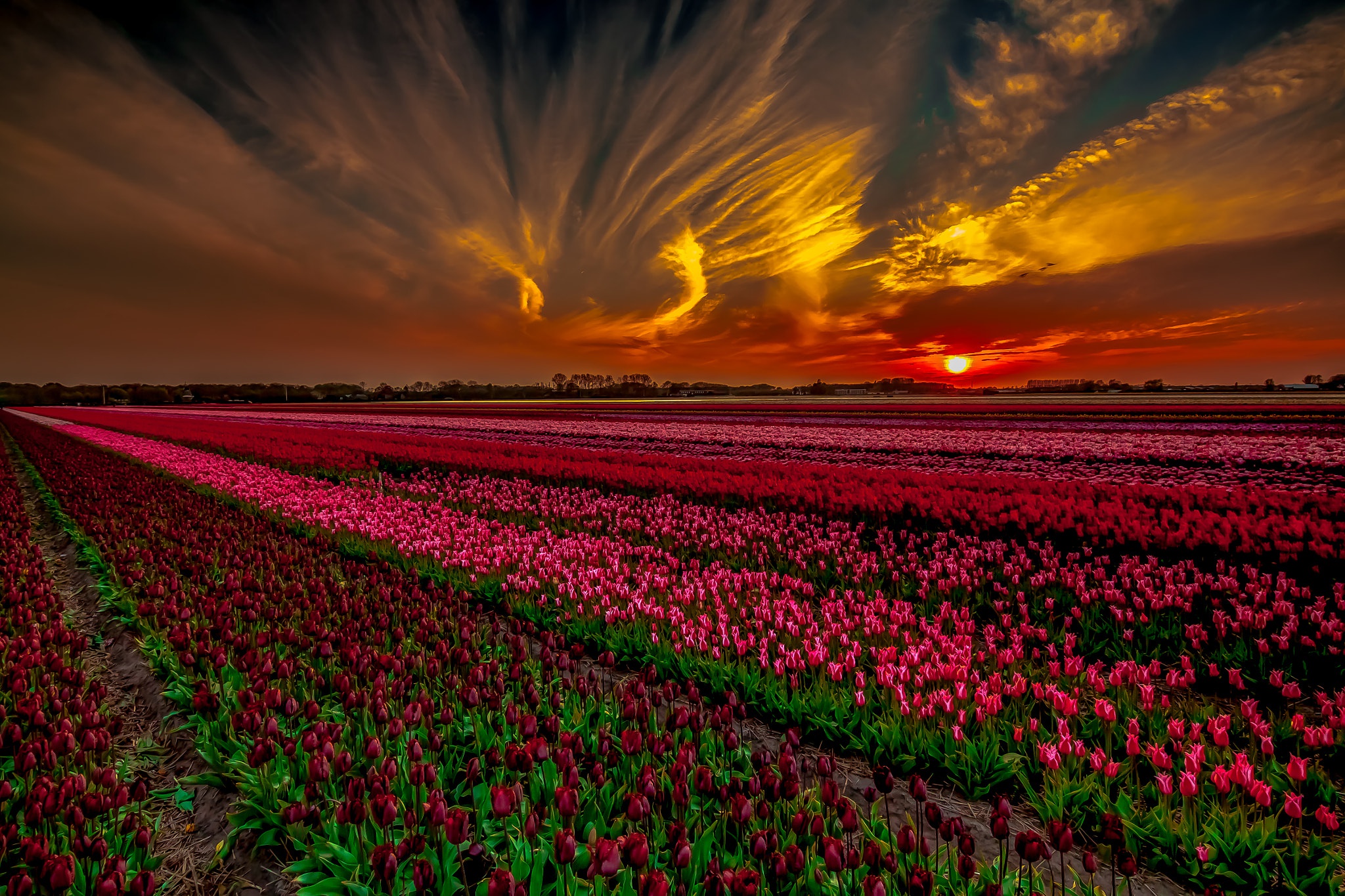 природа, цветы, тюльпаны, закат, поле, вечер, облака, зарево, солнце, красивый пейзаж, nature, flowers, tulips, sunset, field, evening, clouds, glow, sun, beautiful landscape