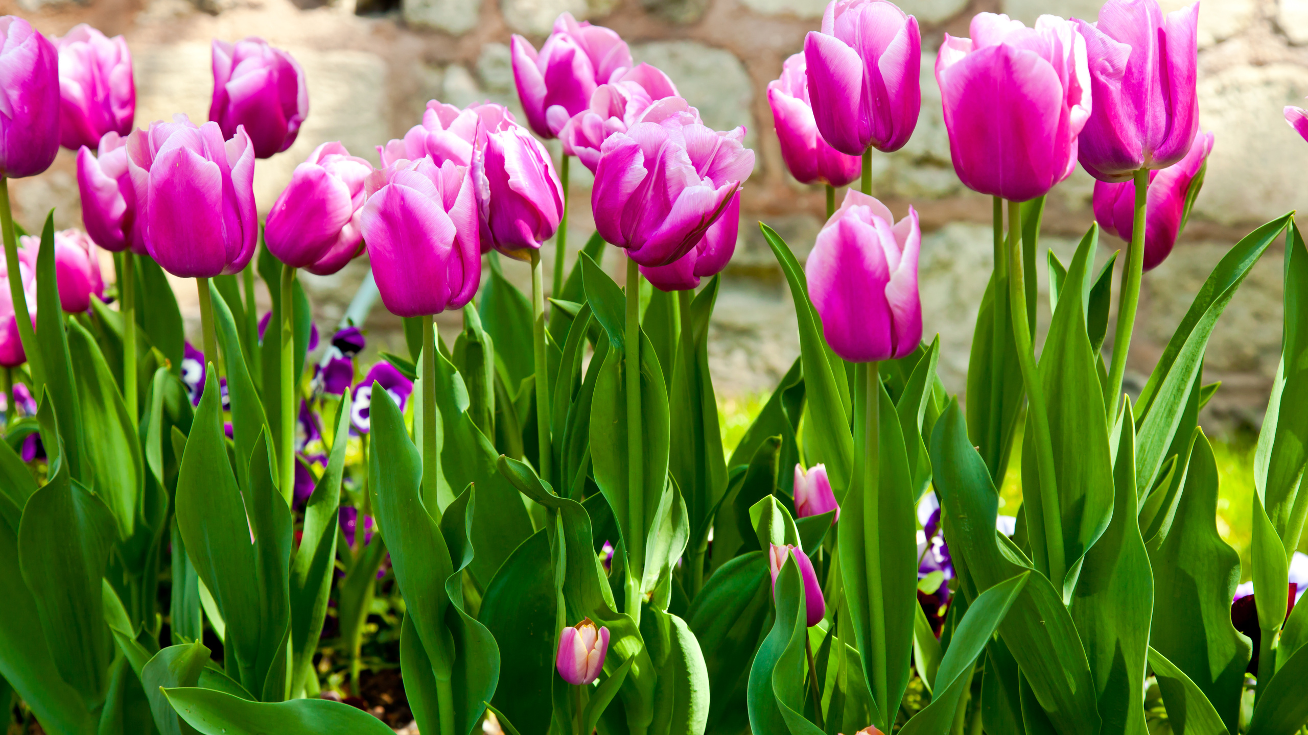 розовые тюльпаны, зеленые листья, весенние цветы, бутоны, pink tulips, green leaves, spring flowers, buds