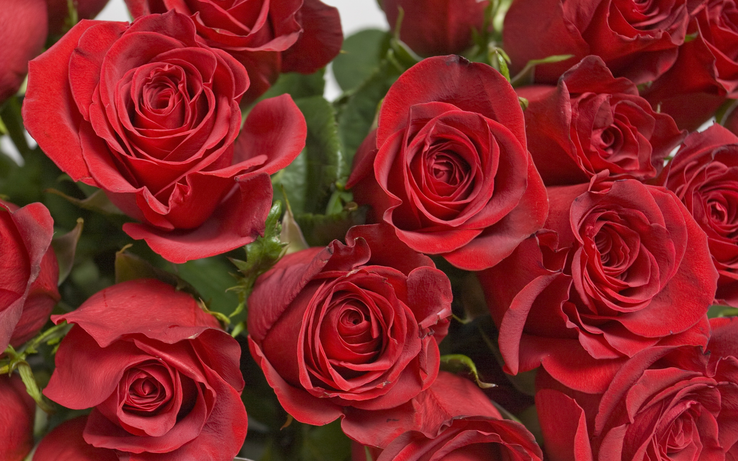 flowers, bouquet, red roses, petals, leaves, buds, цветы, букет, красные розы, лепестки, листья, бутоны, 2880х1800