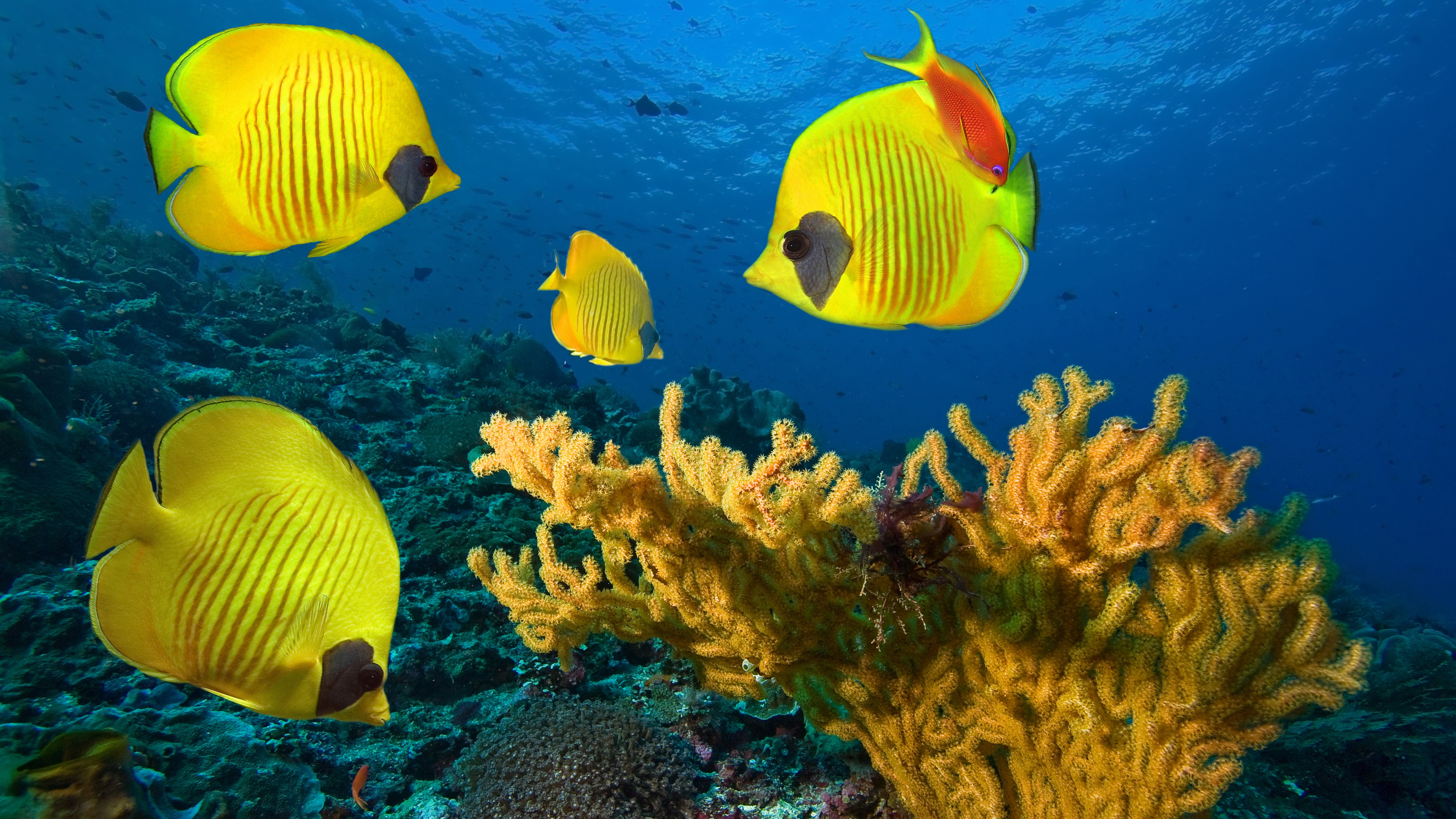 8К обои, подводный мир, желтые рыбки, океан, водоросли, коралловые рифы