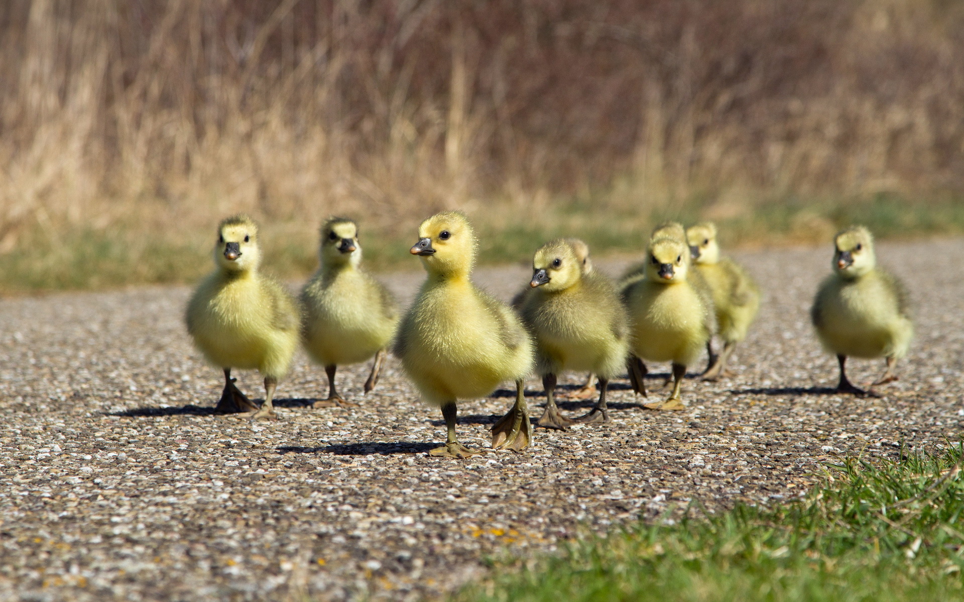 гусята бегут по дороге, домашние птицы, хозяйство, фото, Goslings run along the road, poultry, farm, photo