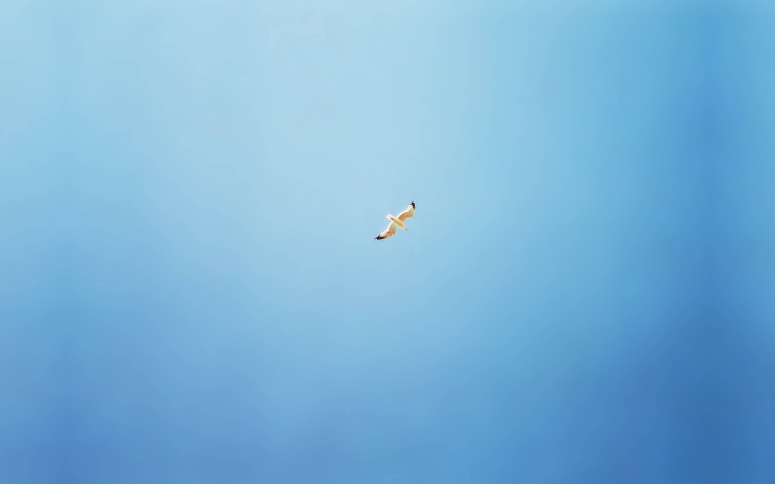 чайка в небе, минимализм, голубой фон, качественные обои, Gull in the sky, minimalism, blue background, high-quality wallpaper