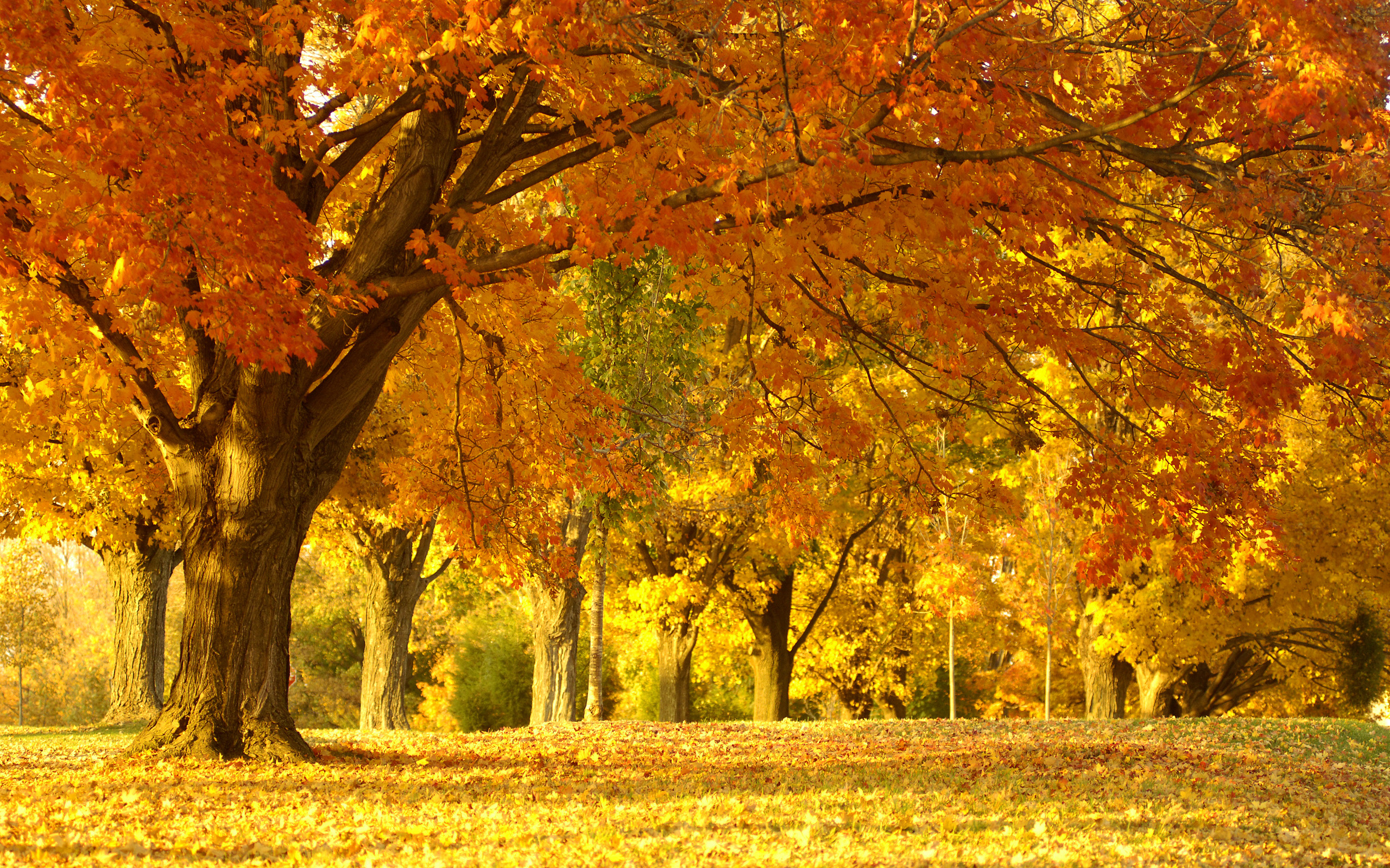 золотая осень, парк, пейзаж, деревья, листья, обои, golden autumn, park, landscape, trees, leaves, wallpaper