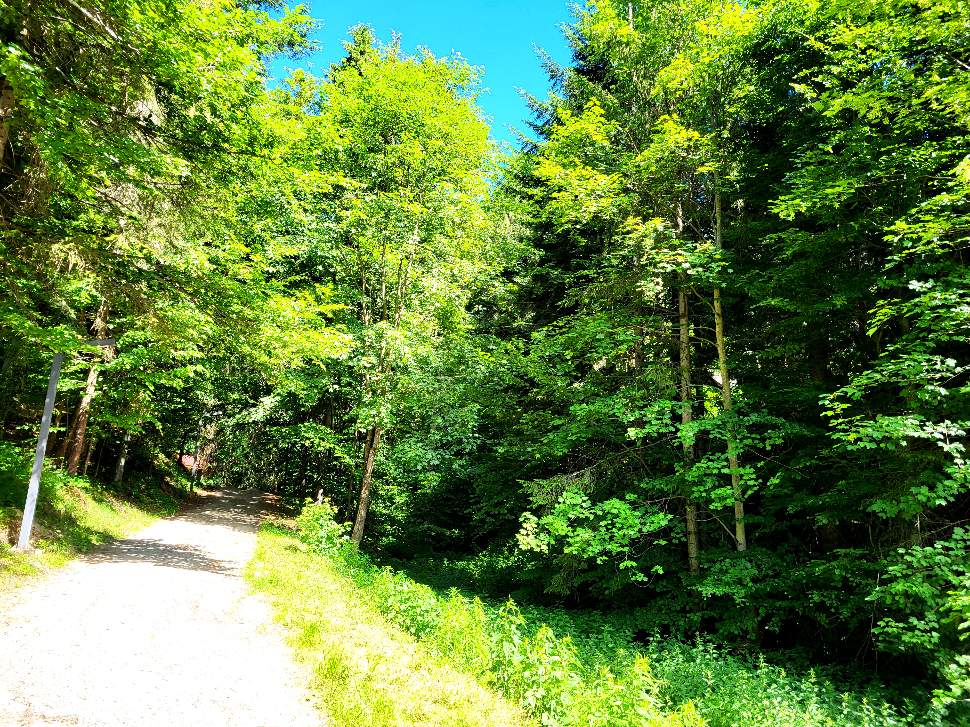 forest, nature, trees, green leaves, summer, path, landscape
