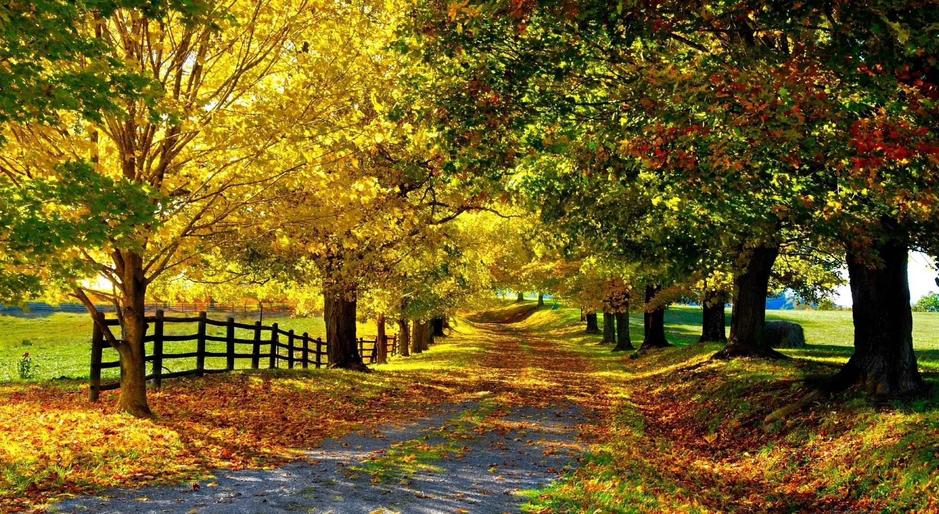 осень, деревья, тропинка, пейзаж, autumn, trees, pathway, landscape