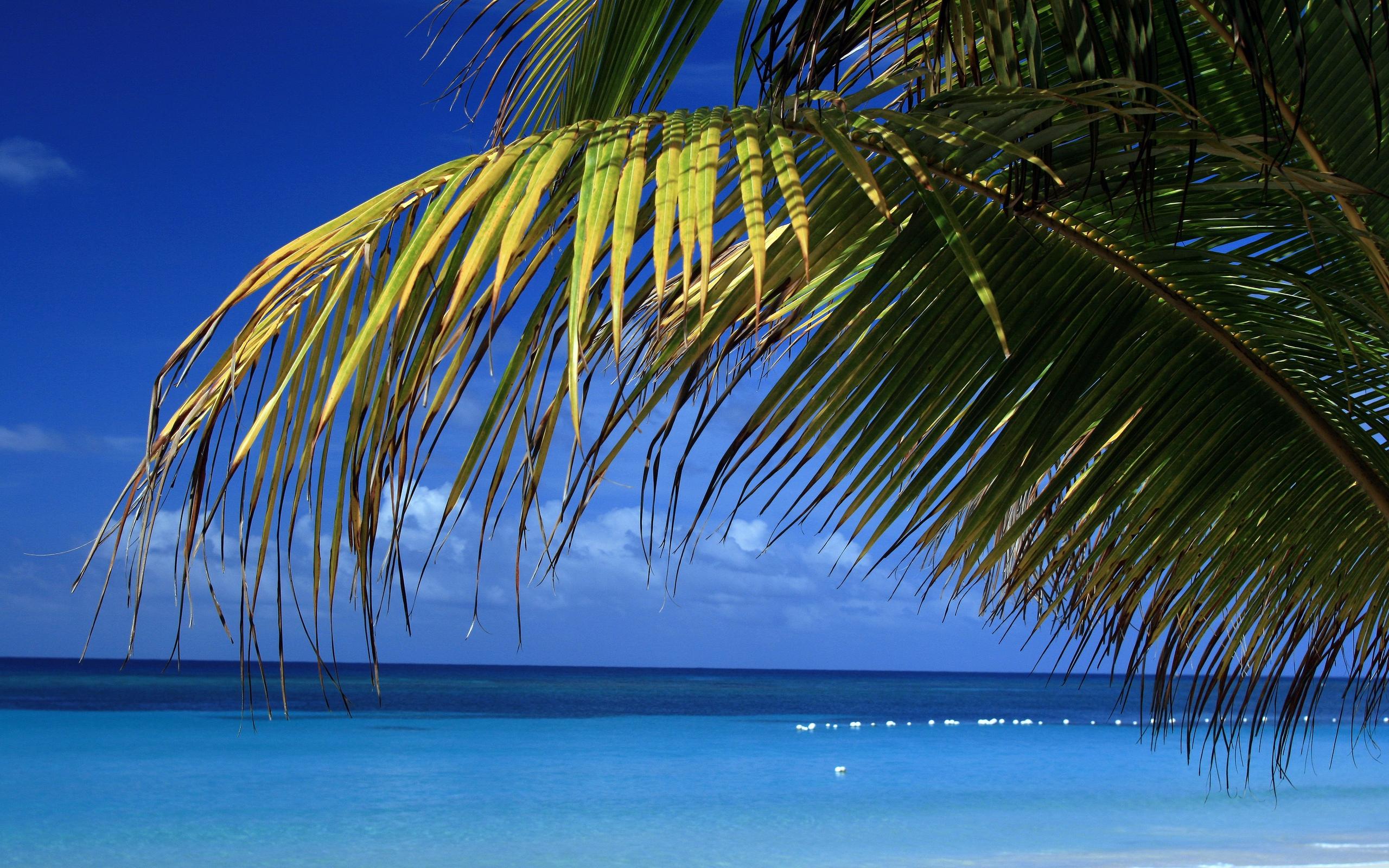 море, небо, горизонт, ветки пальмы, отдых, Sea, sky, horizon, branches of a palm tree, rest