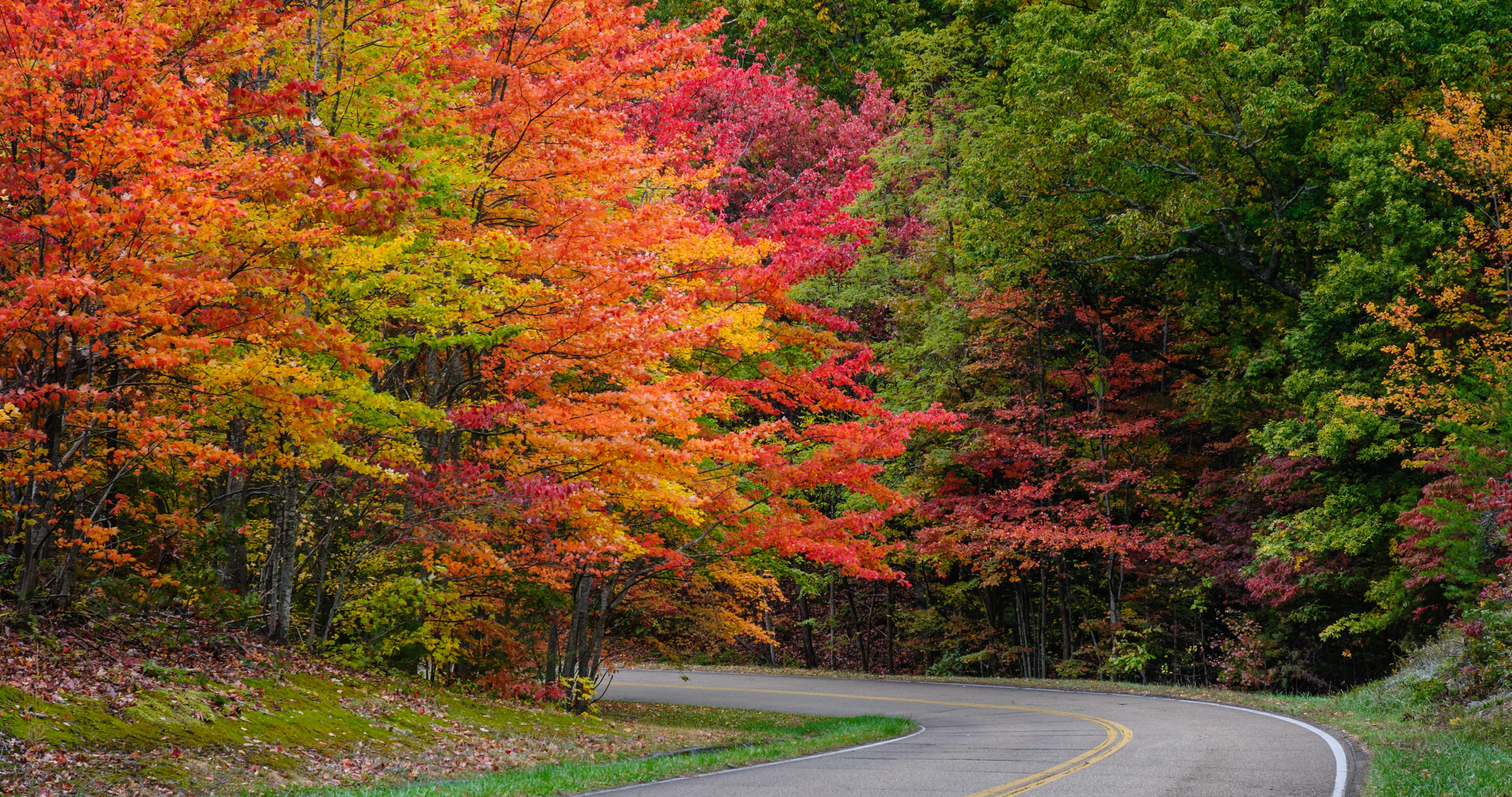Обои на рабочий стол дорога, осень, road, landscape, autumn, tree, nature, leaves, деревья, листья, парк