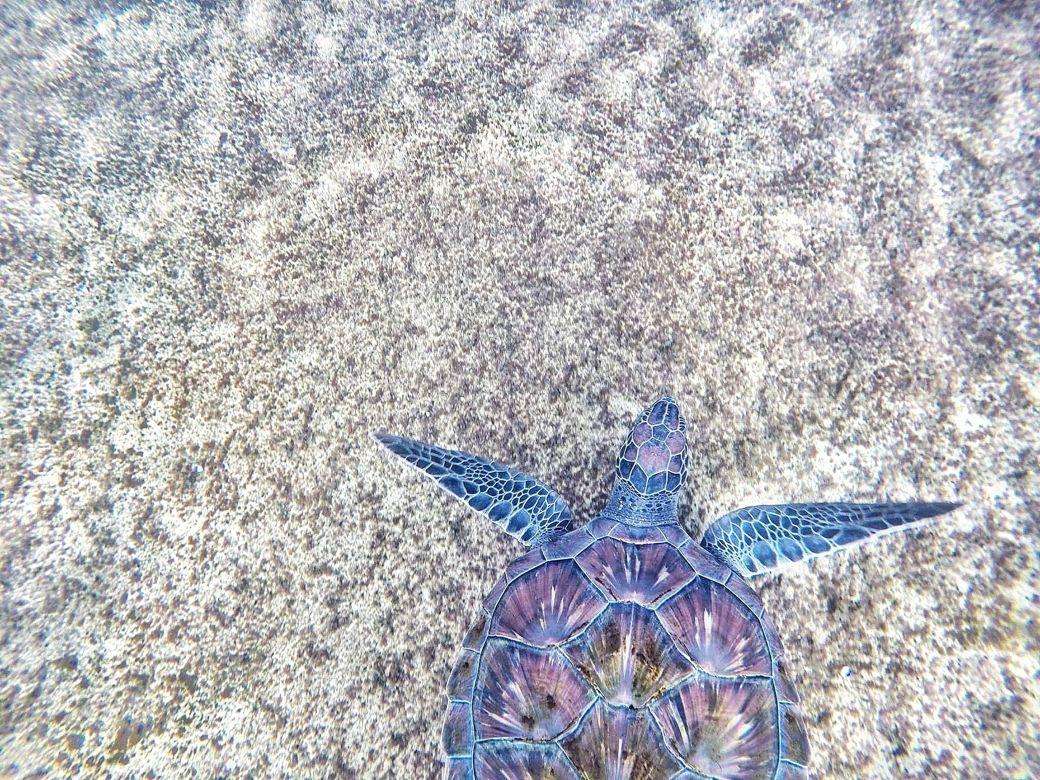 море, прозрачное дно, черепаха, животное, морская черепаха