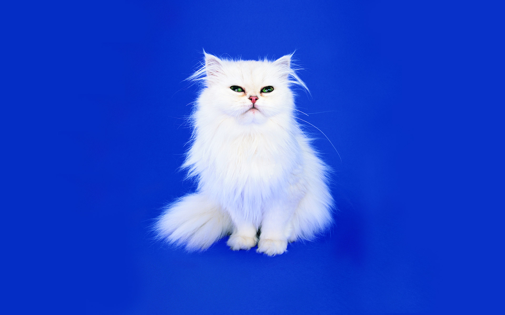 белая пушистая кошка на голубом фоне