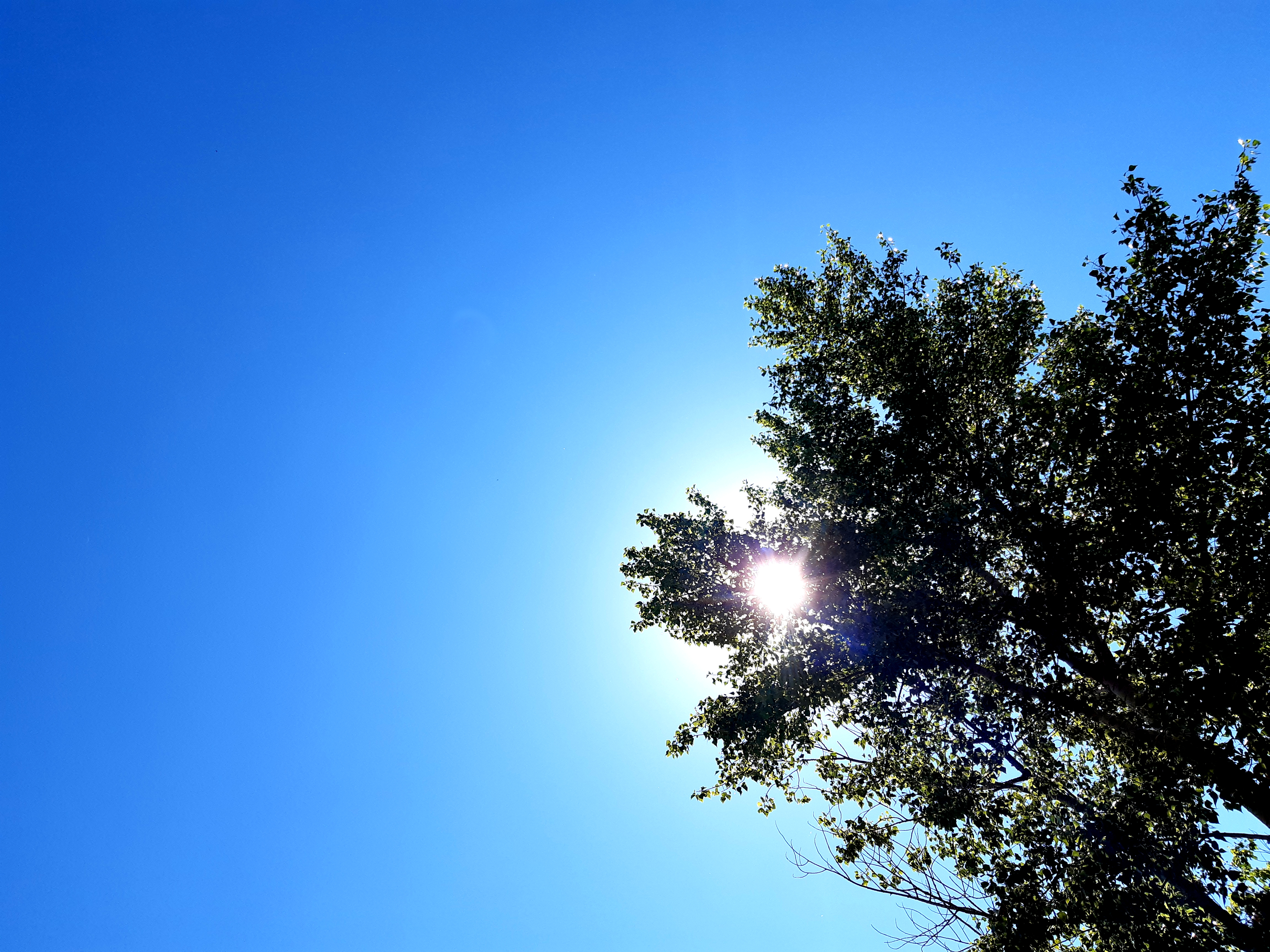 небо, голубое, крона дерева, лучи солнца, дерево, лето, листья, blue sky, tree crown, sun rays, tree, summer, leaves