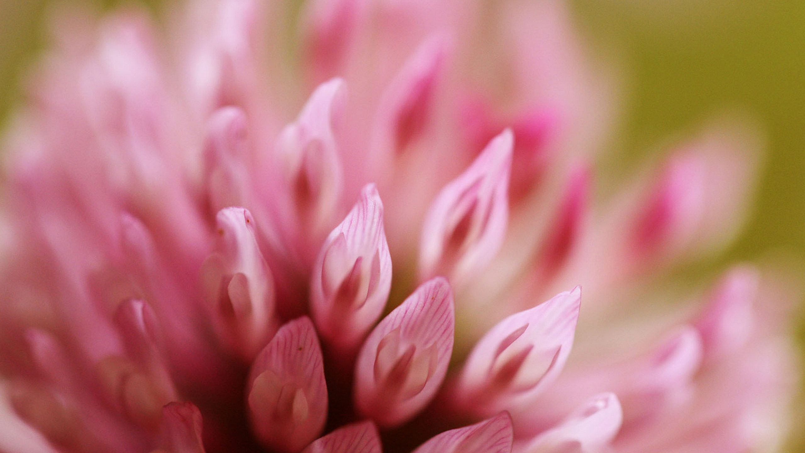 розовый клевер, макро, цветок, красивые обои, pink clover, macro, flower, beautiful wallpaper