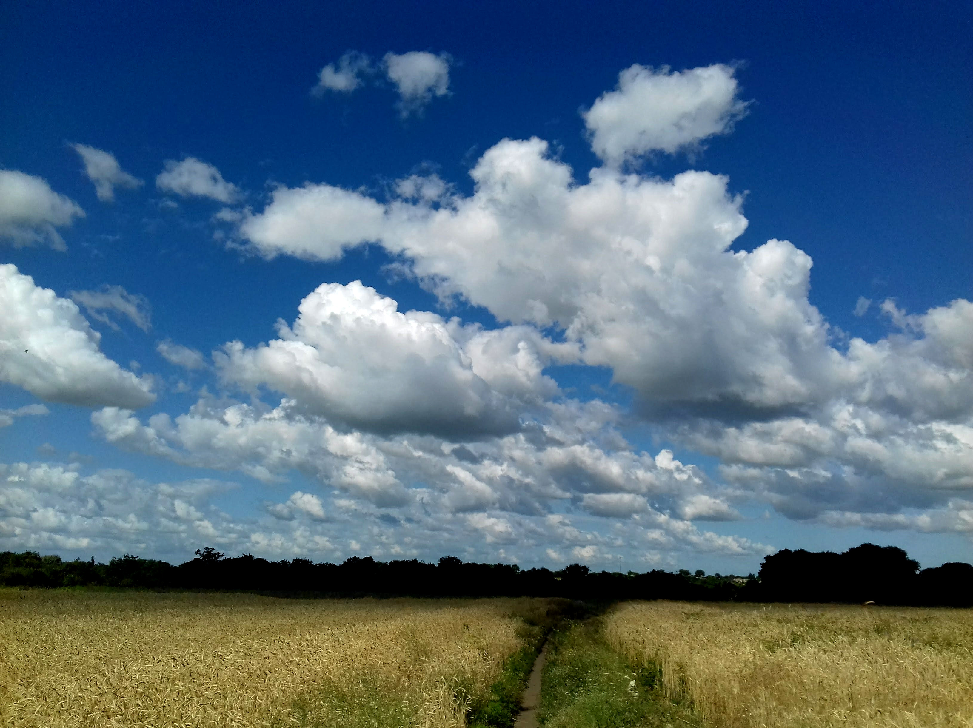 nature, sky, clouds, wheat field, footpath, summer, village, landscape, природа, небо, облака, пшеничное поле, тропинка, лето, деревня, пейзаж